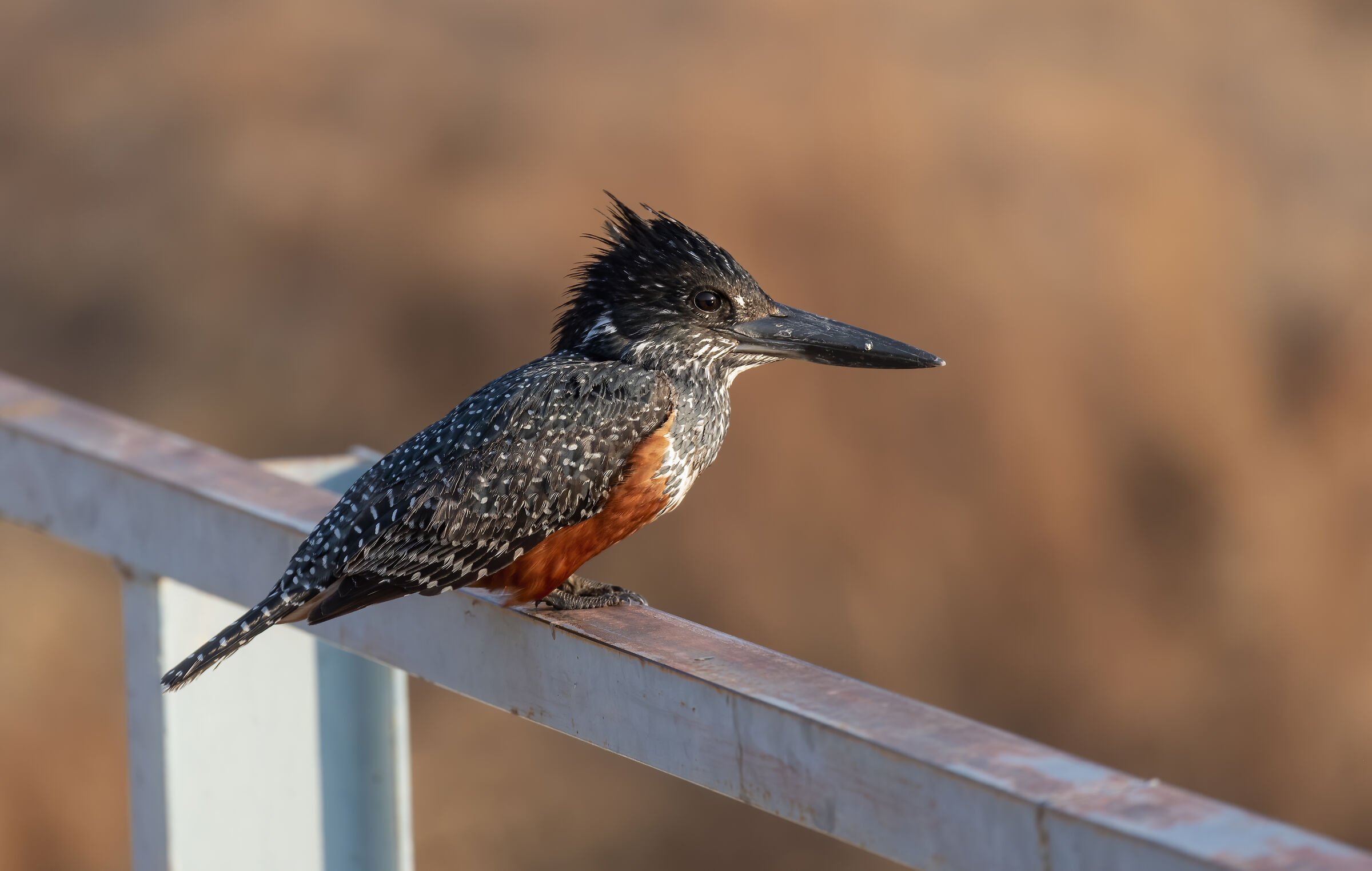 Giant Kingfisher