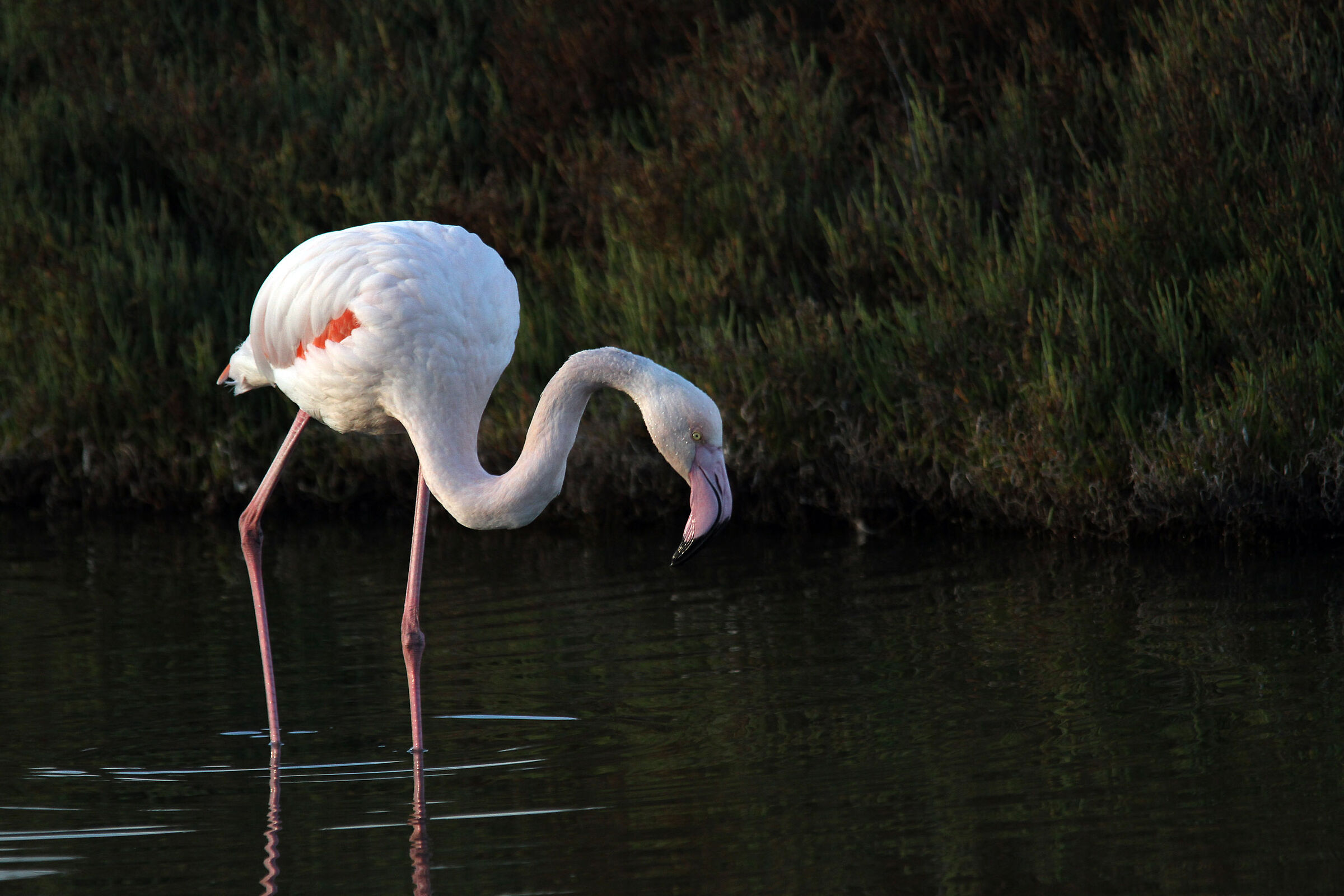 Pink flamingo