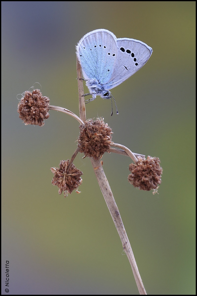 Glaucopsyche  Alexis