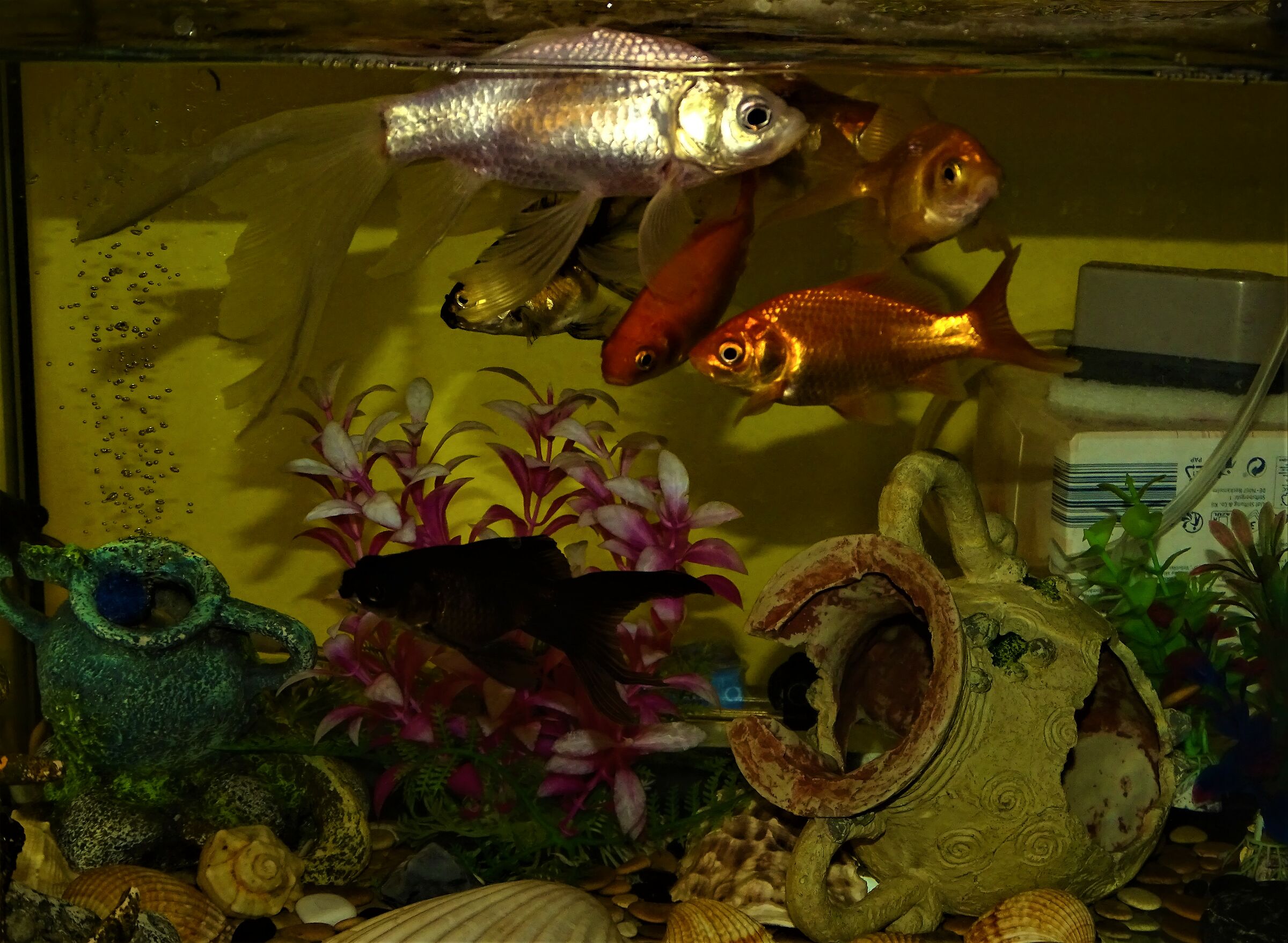 i miei pesciolini rossi..