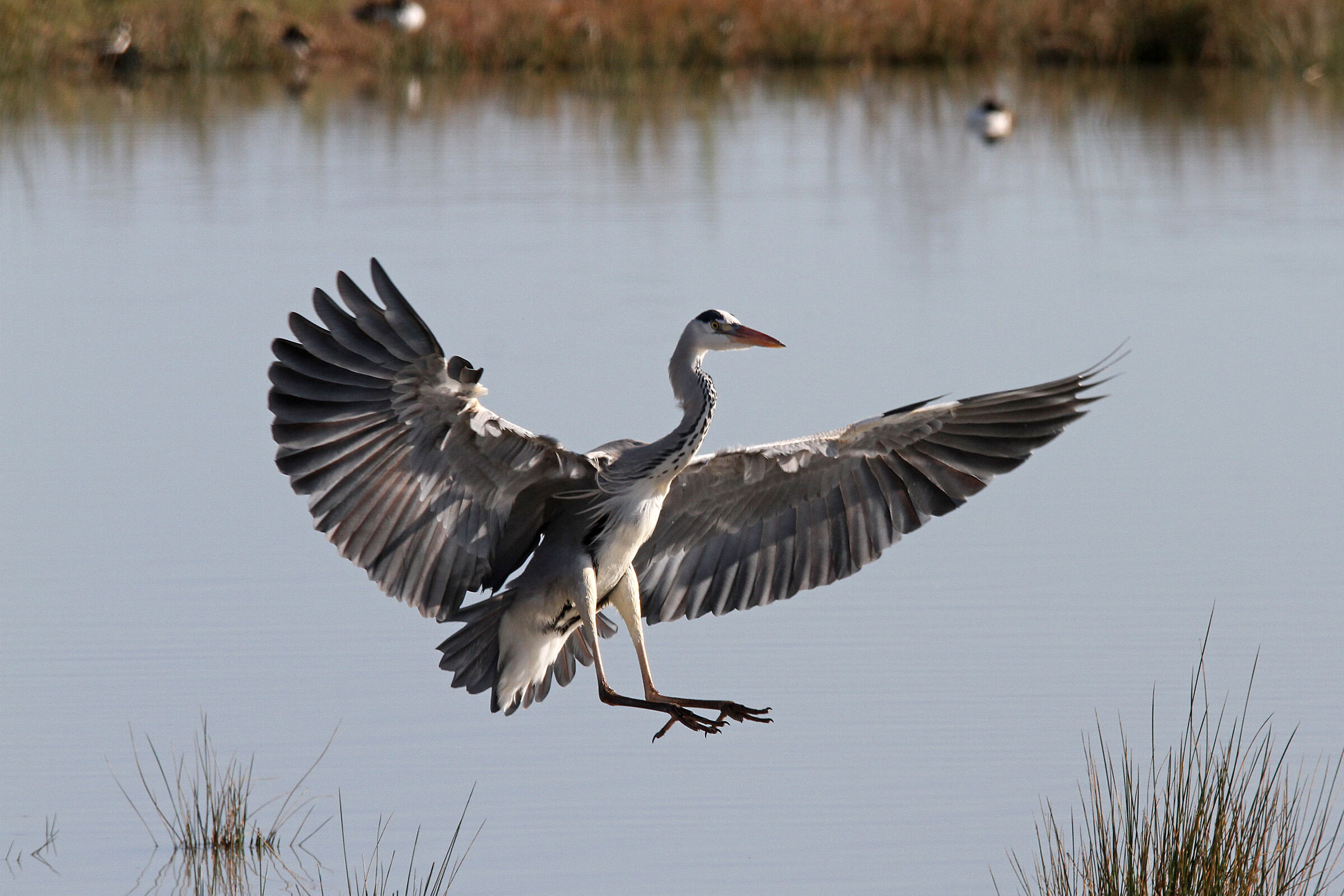 gray heron