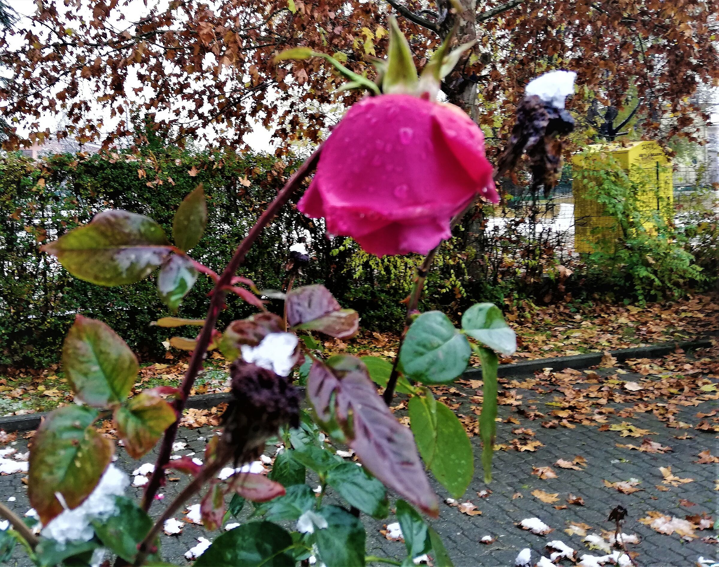 rosa a dicembre