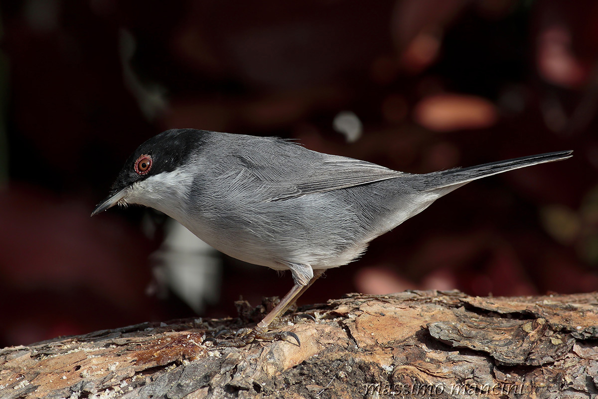 Occhiocotto M(Sylvia melanocephala)