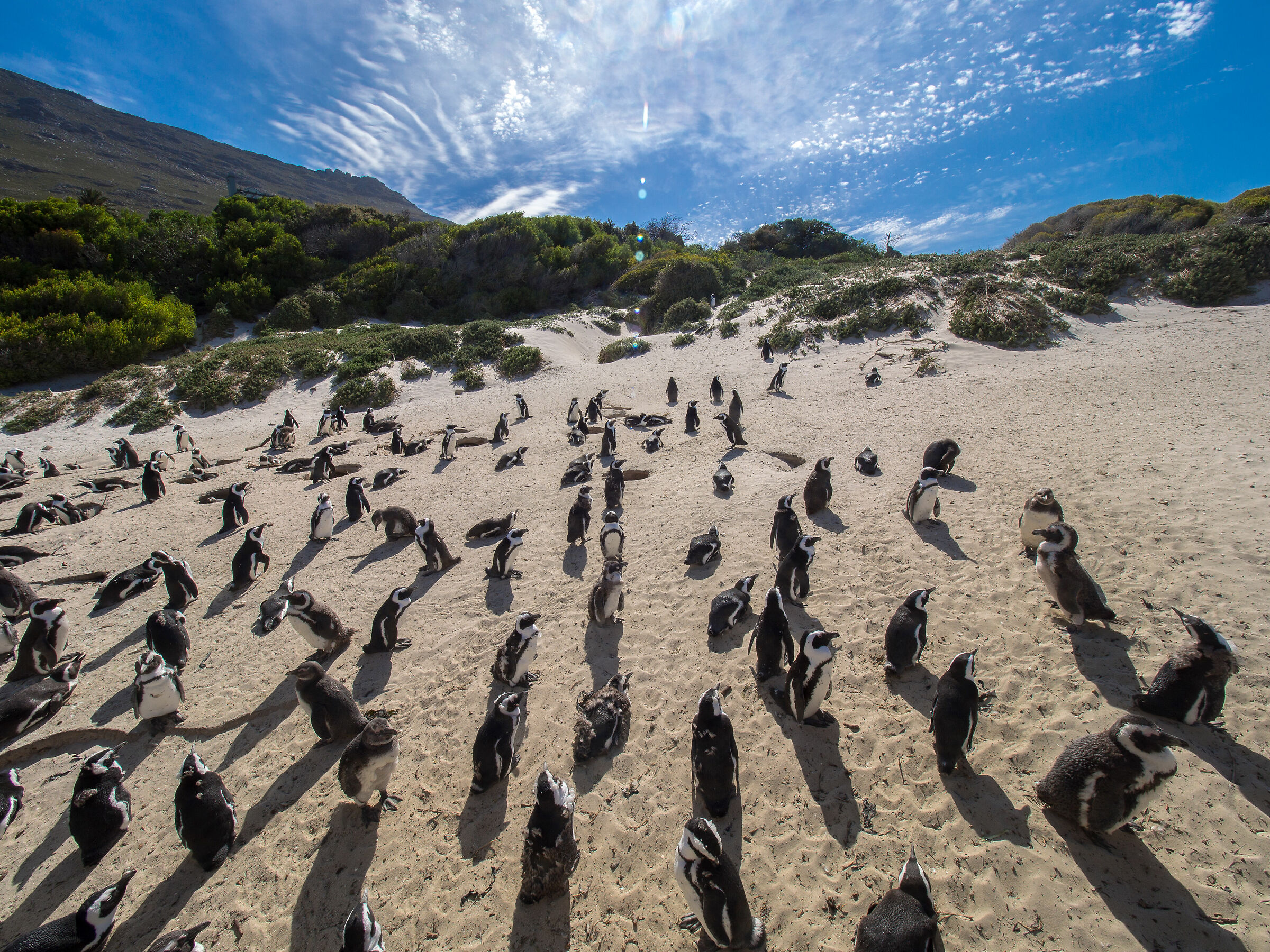 Penguins at Boulders Beach