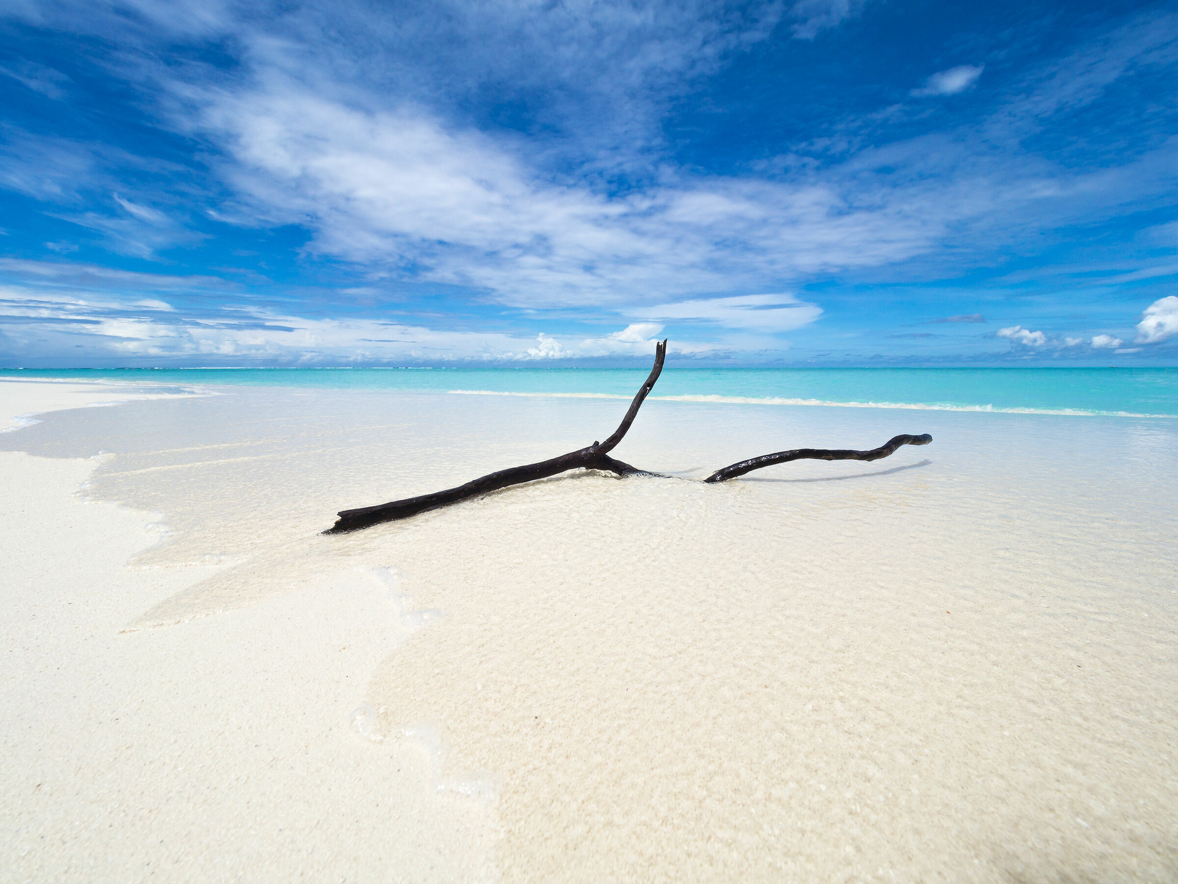 Branch from the Ocean