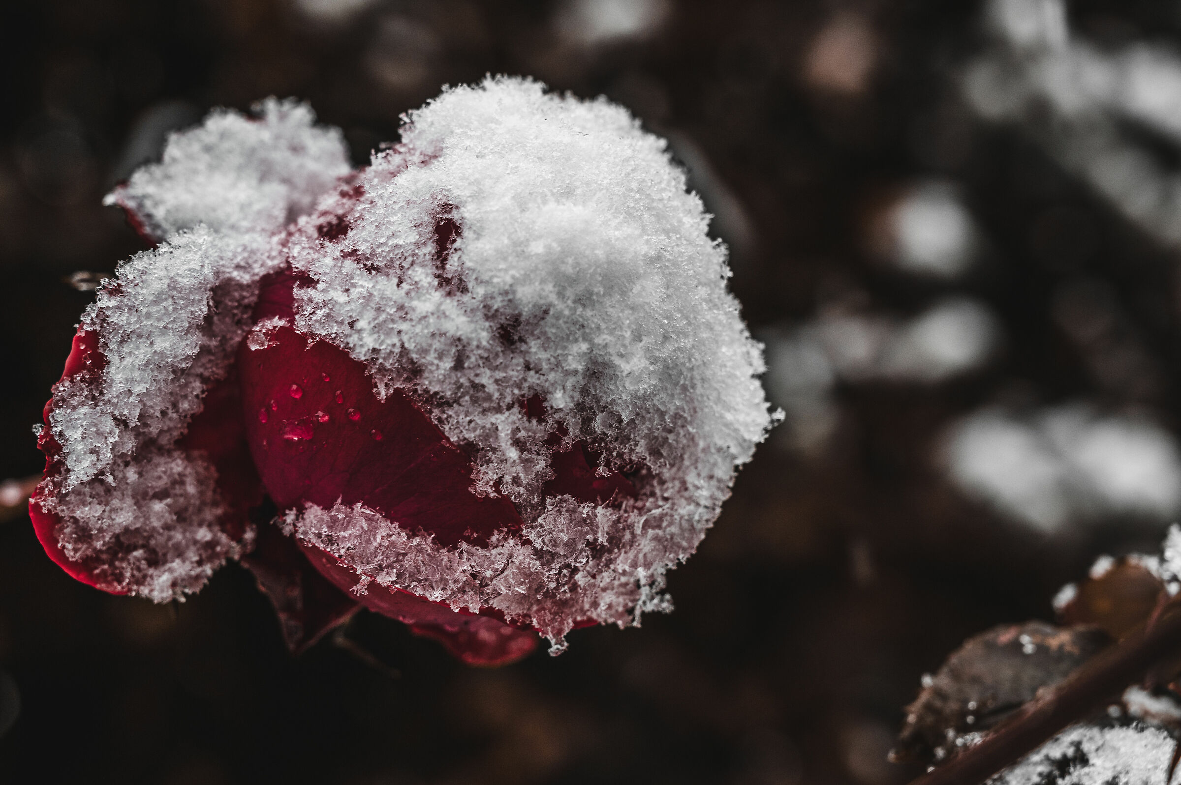 Prima neve