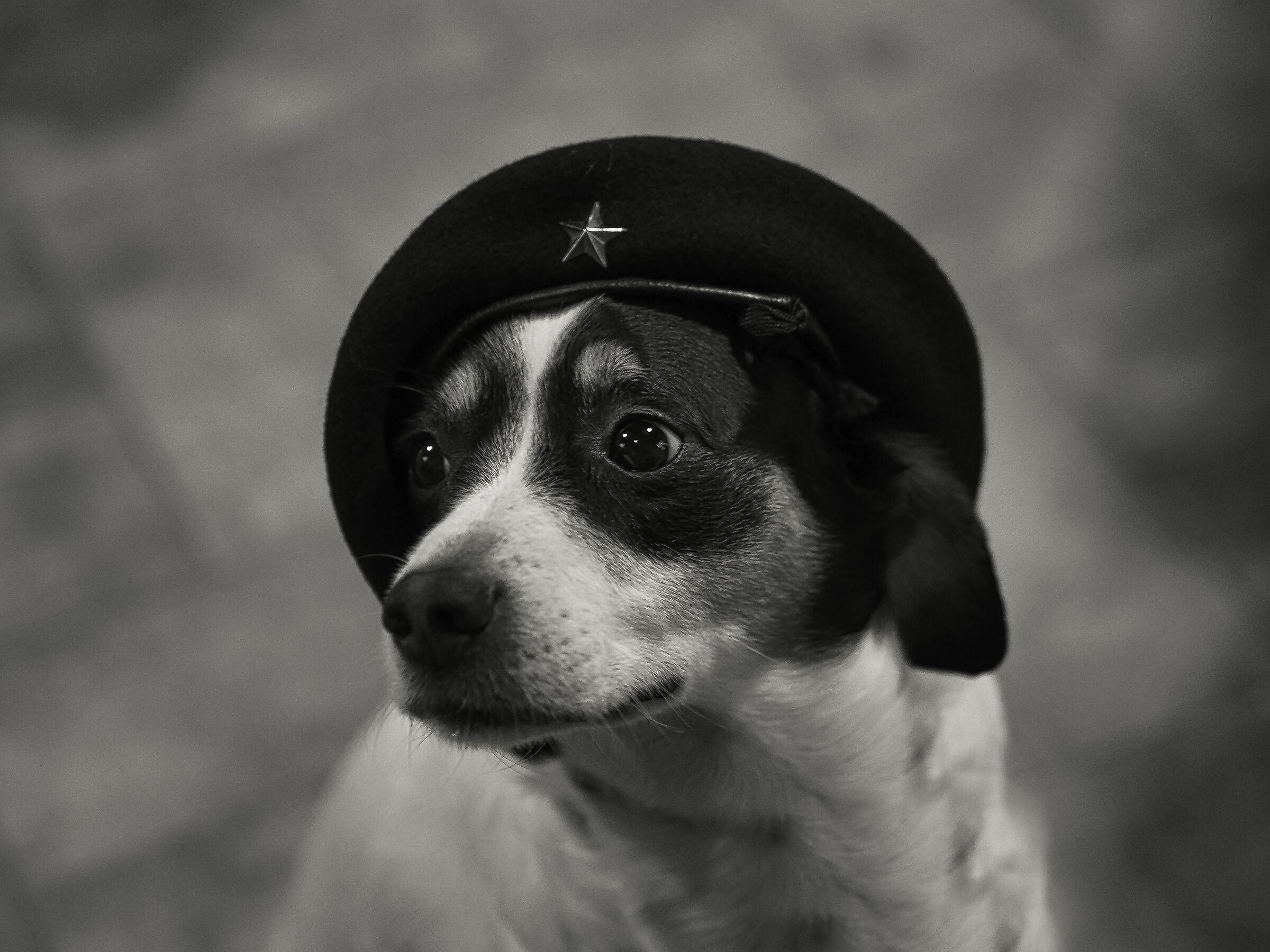 Hasta i croccantini siempre(Tommy Che Guevara)