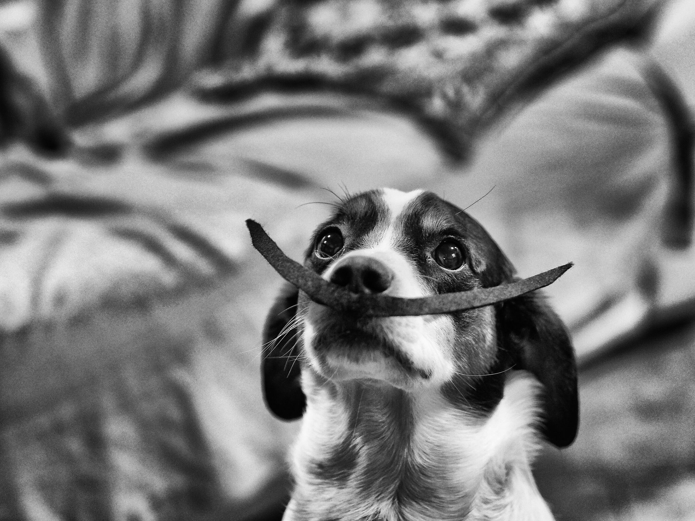 Tommy Salvador Dalì