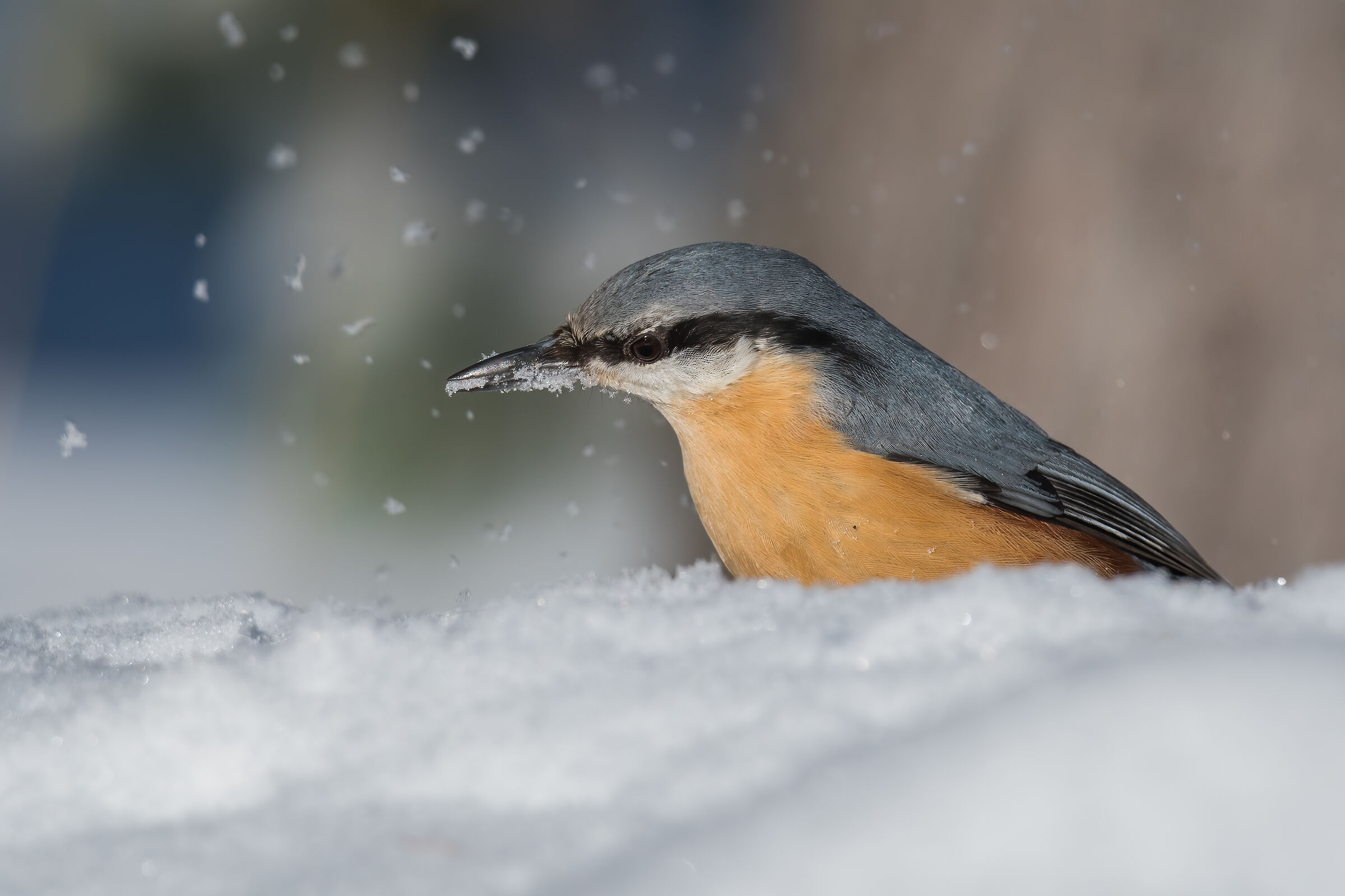 Winter (European council)