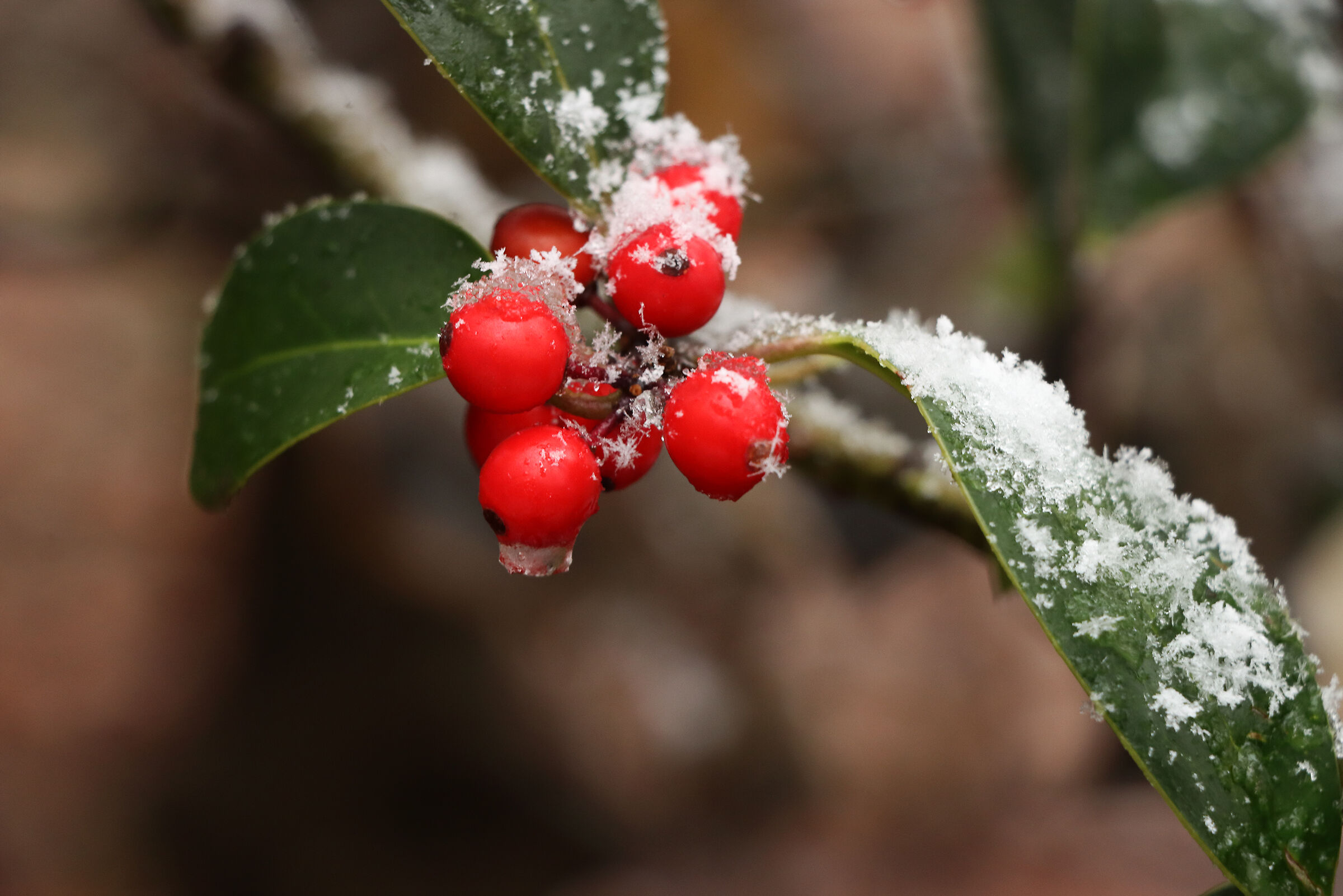 bacche di agrifoglio