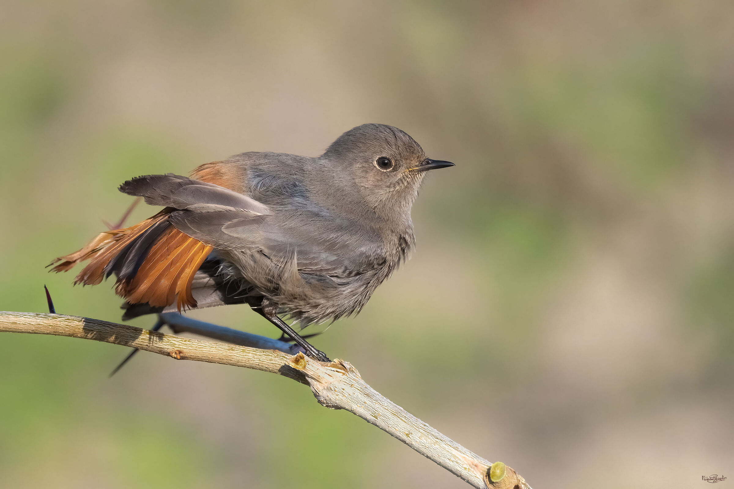 Codirosso spazzacamino