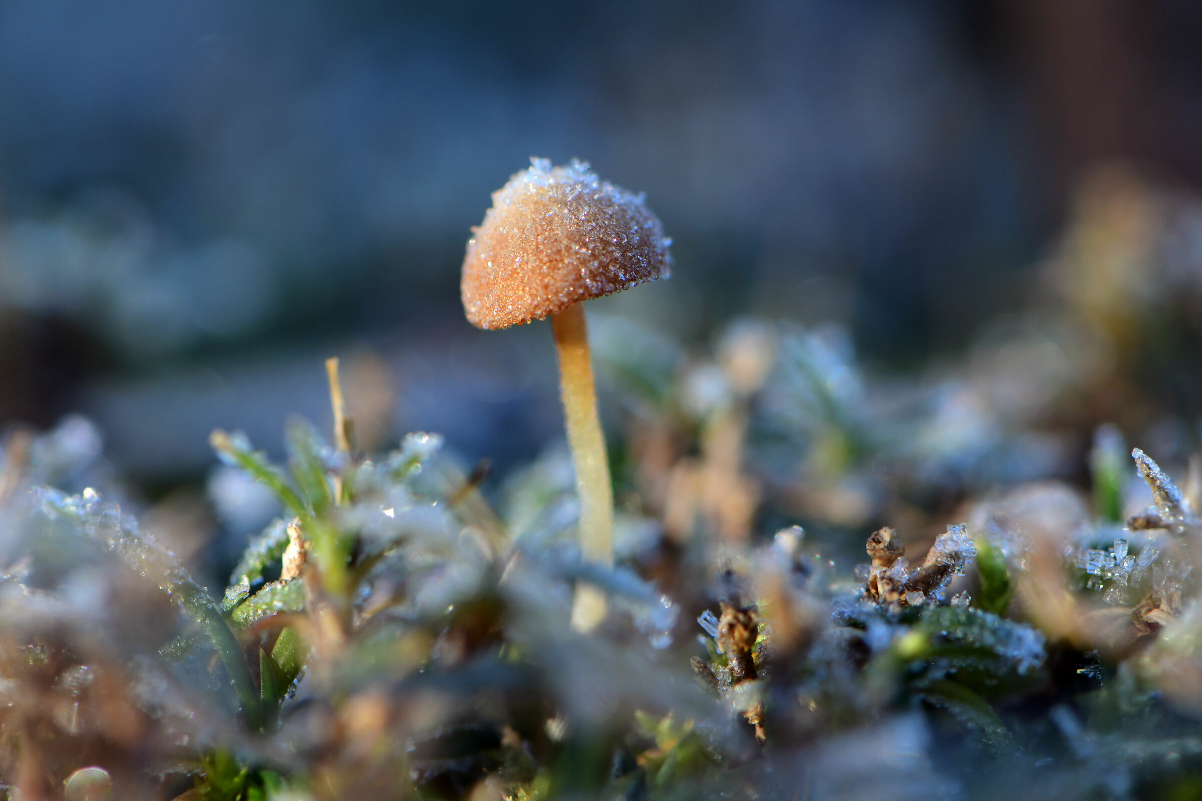 Fungus in the ice
