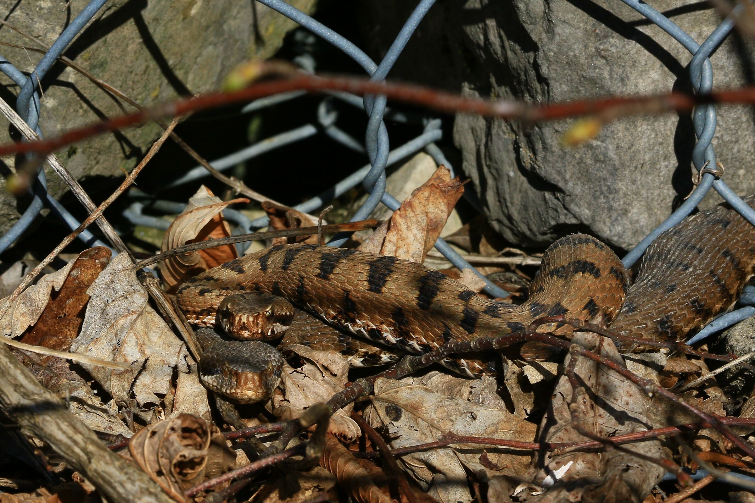 Fase di corteggiamento (Vipera aspis francisciredi)