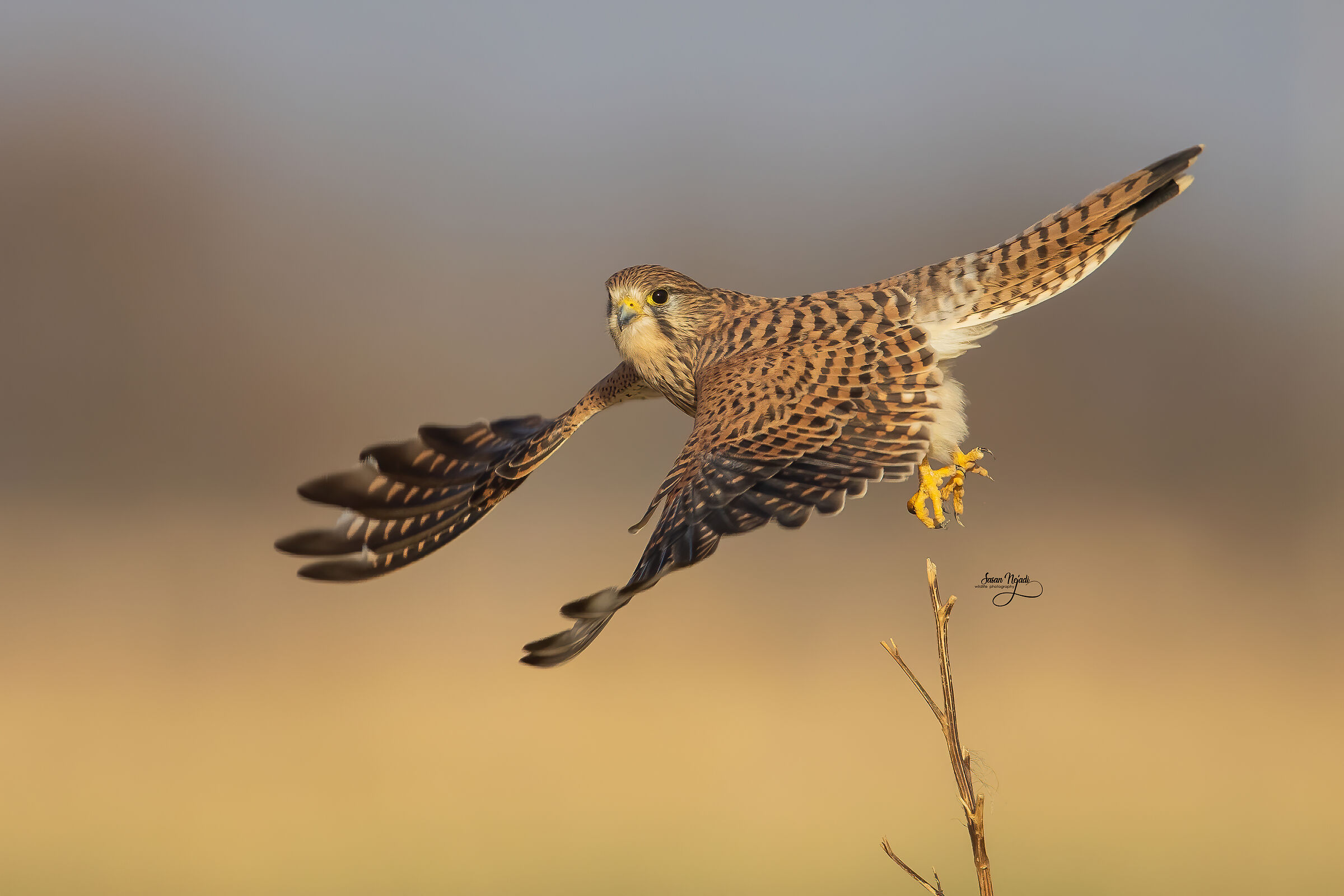 kestrel