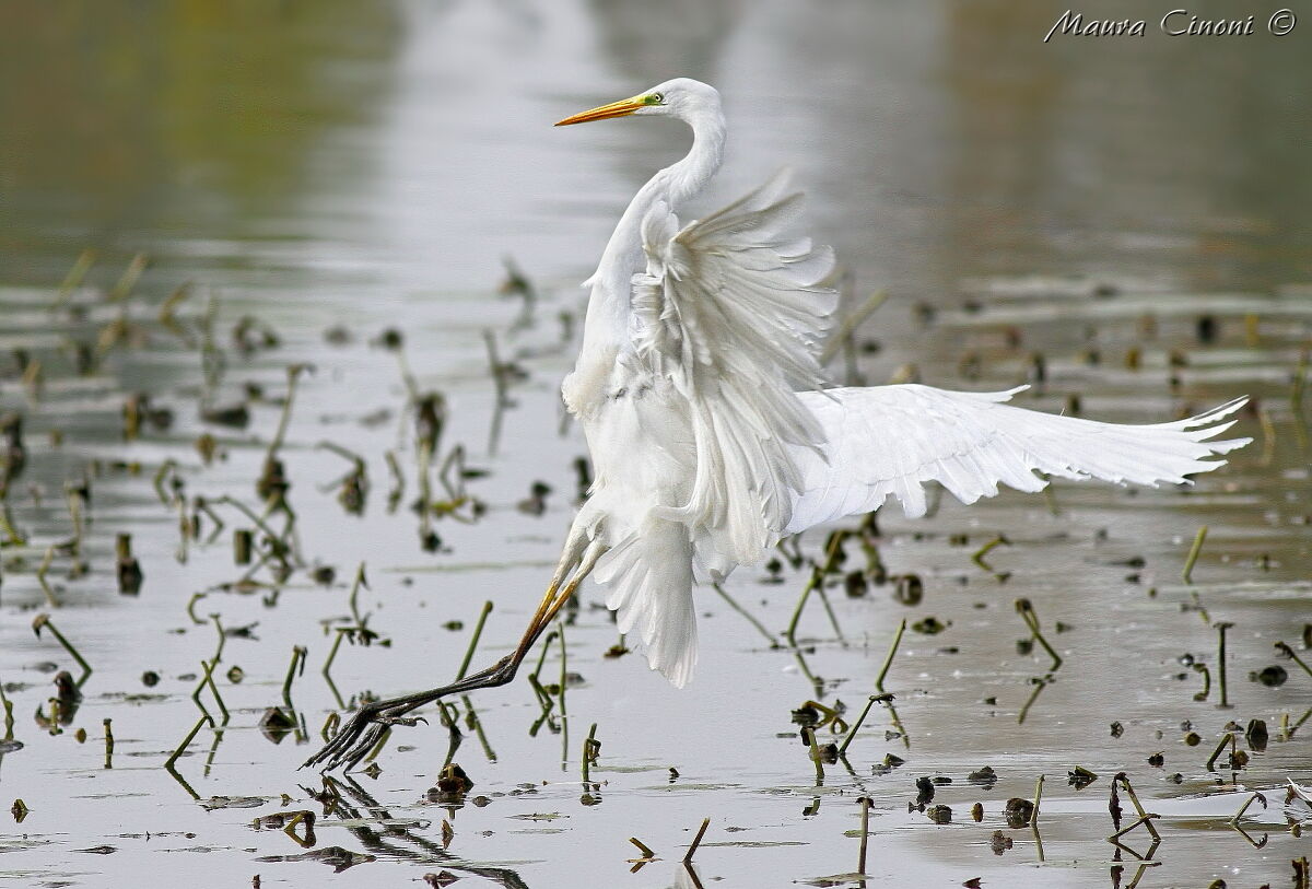 L'arrivo del Bianco Maggiore