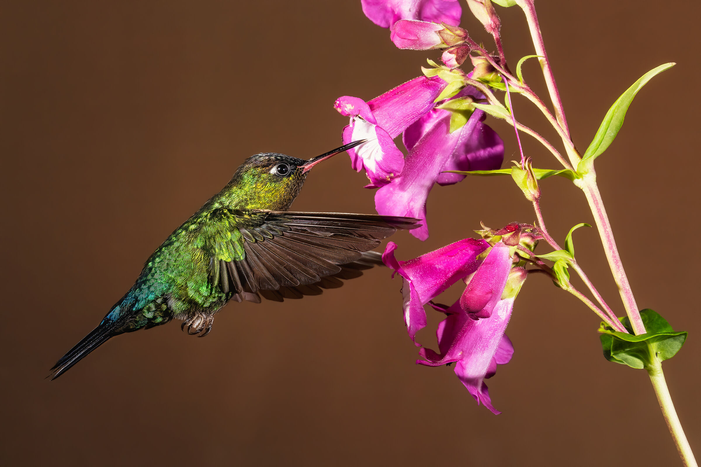 L'angelo del Costarica