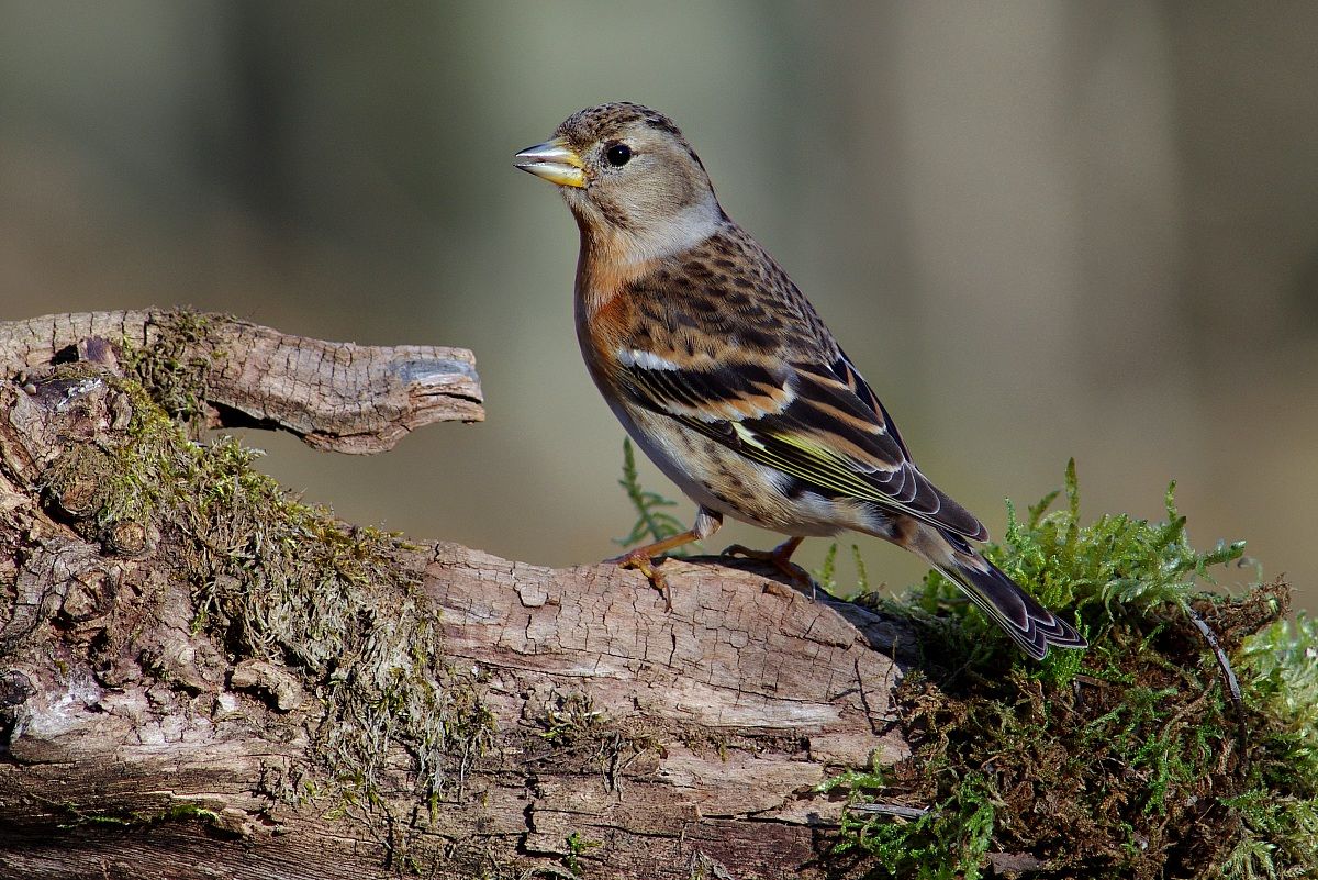 Brambling