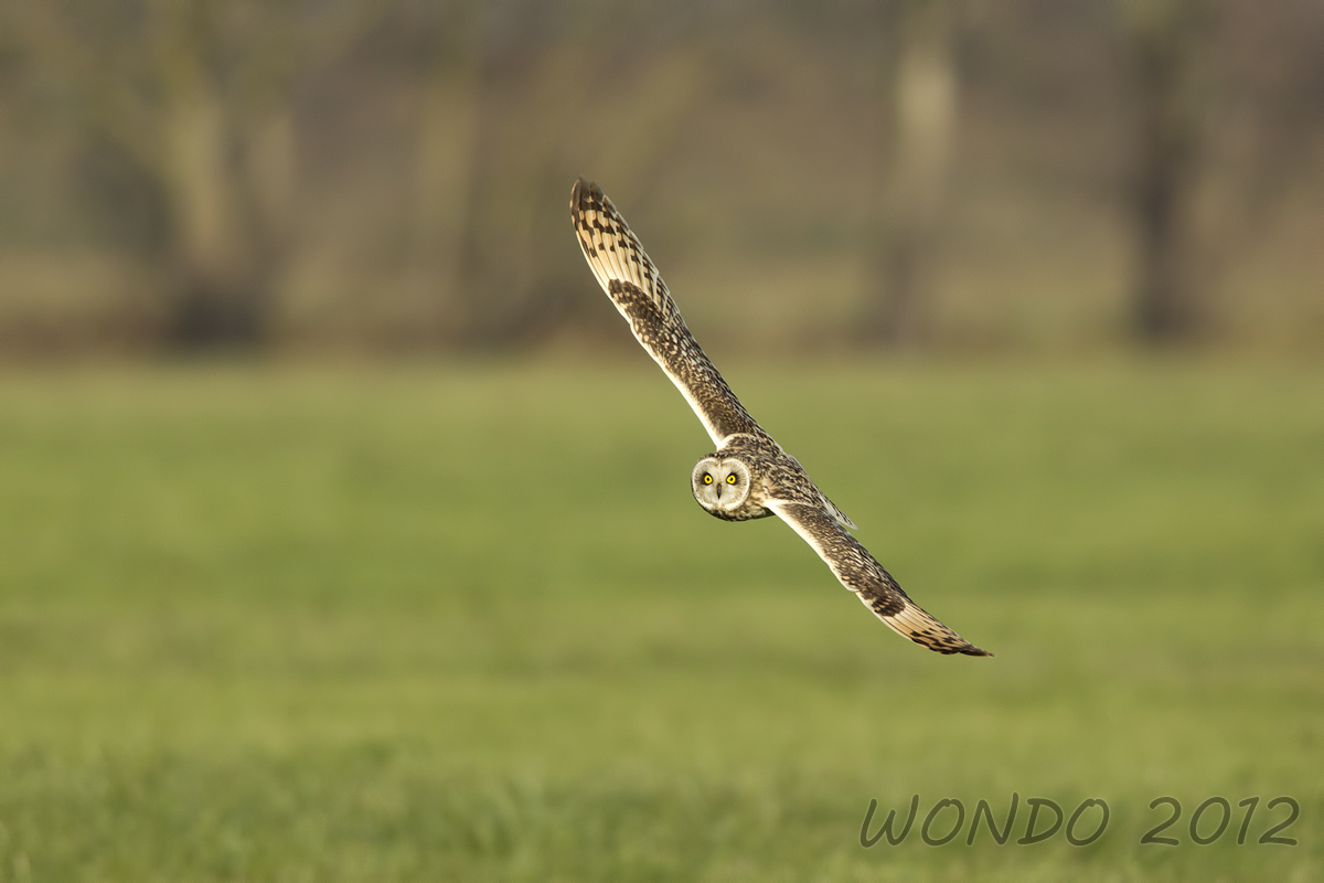 short-eared owl in turn