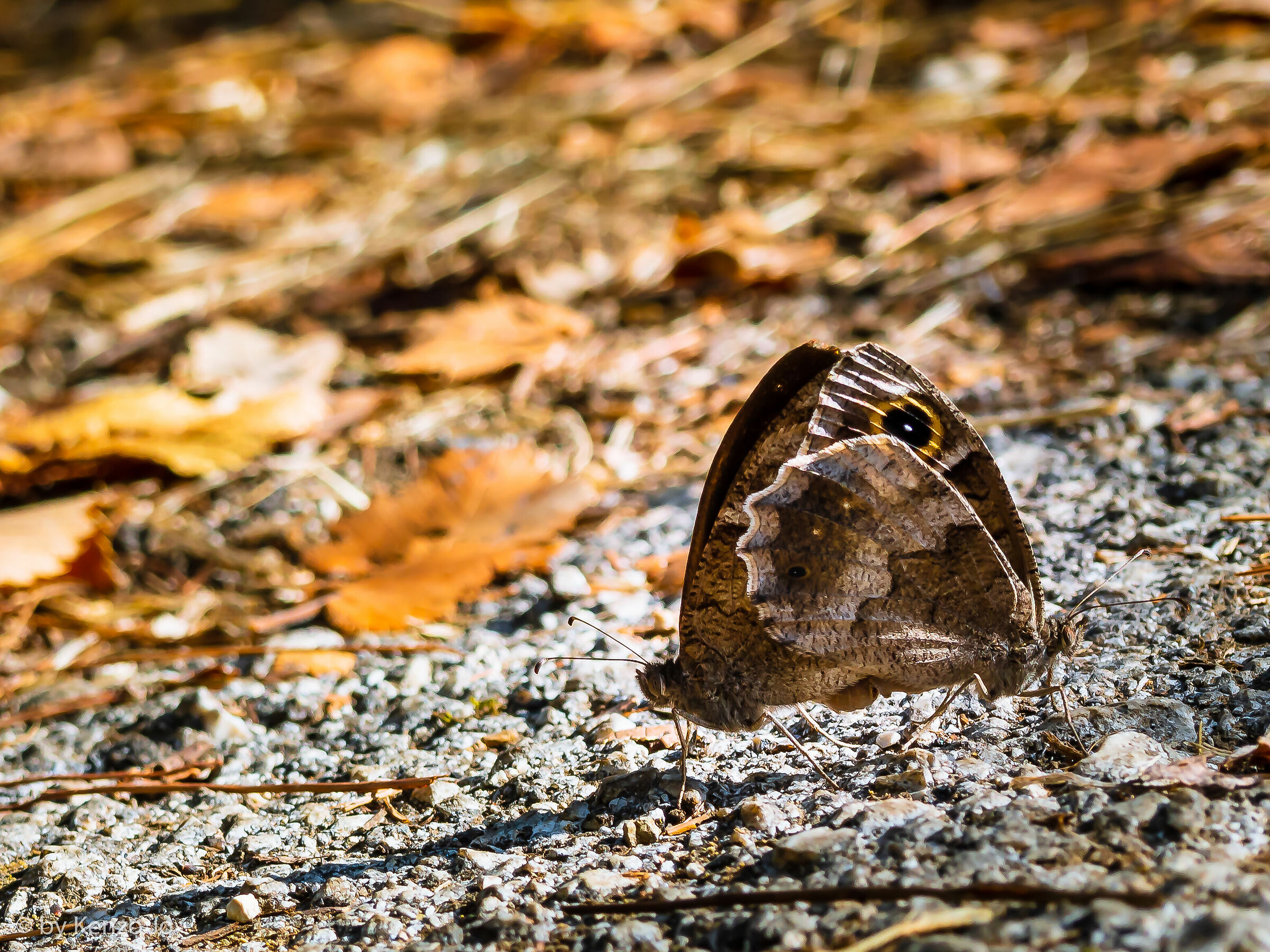 .... love in the fields....