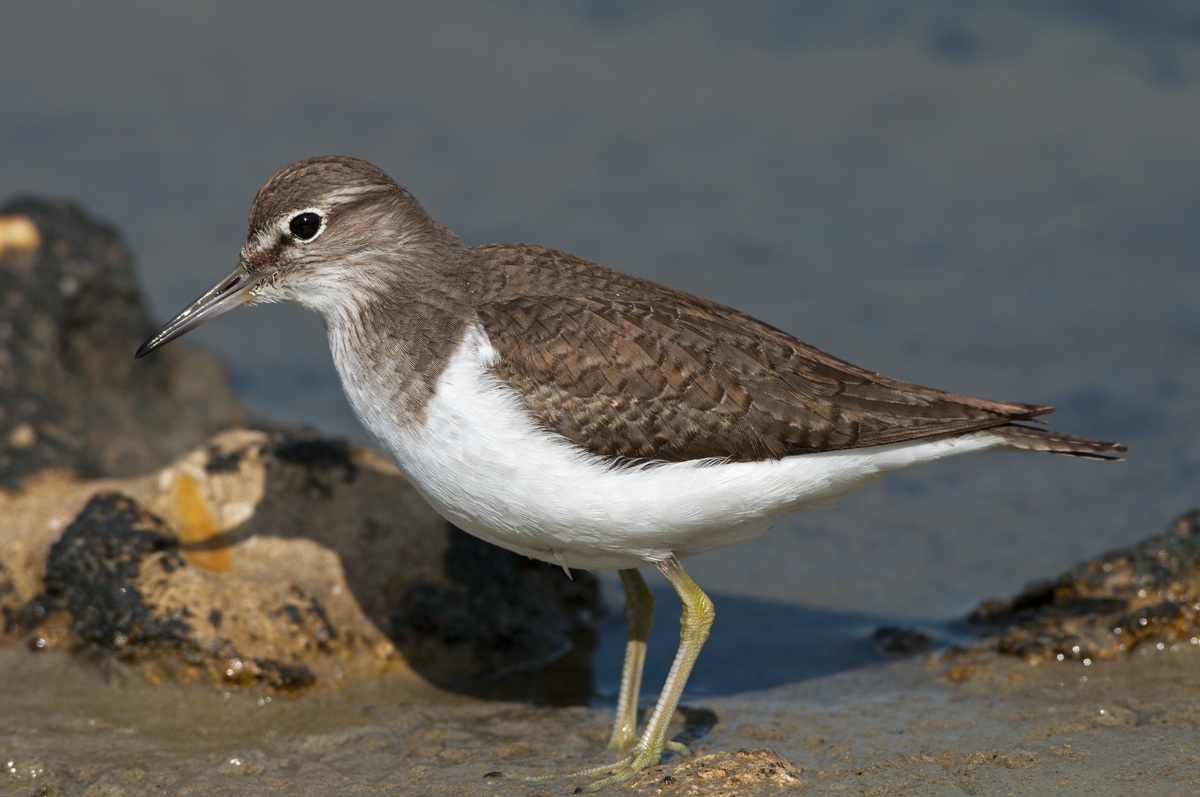 sandpiper
