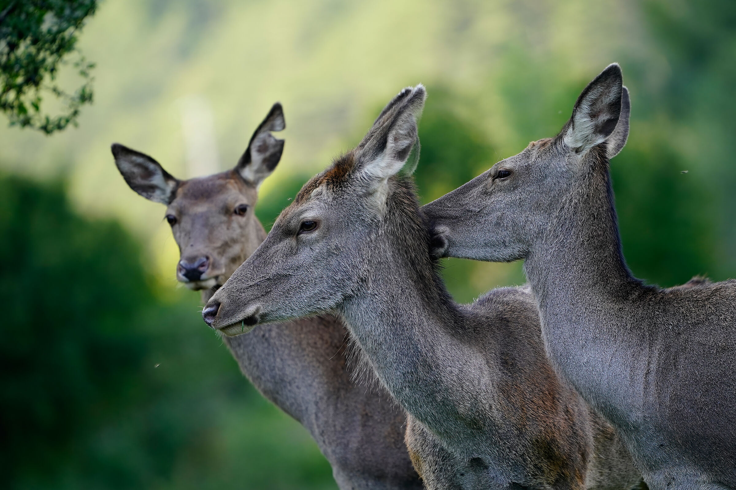Che ne diresti se.... - Pettegolezzi tra cerve
