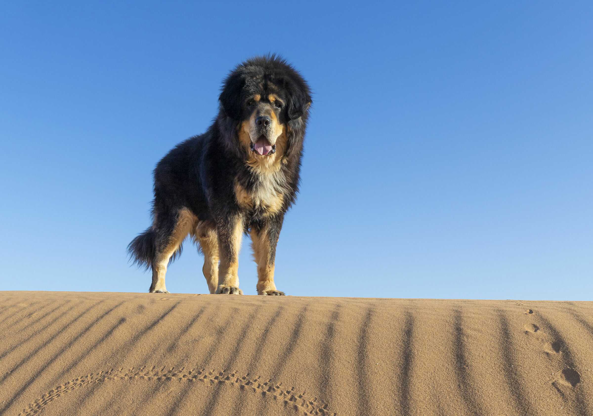 Meru, Mastino Tibetano in Marocco