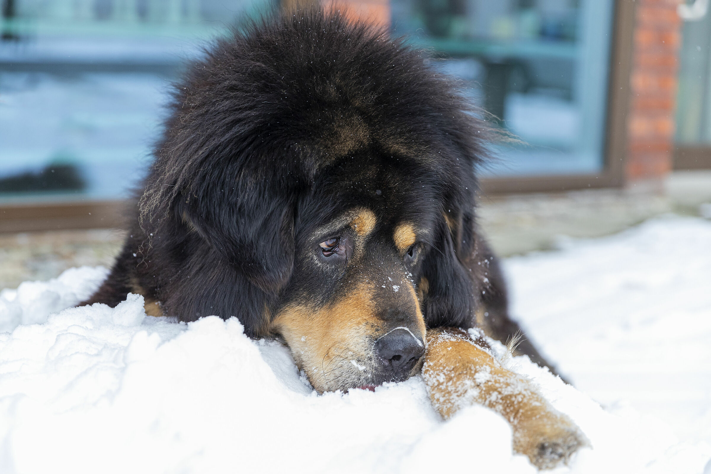 Meru, Mastino Tibetano in Norvegia