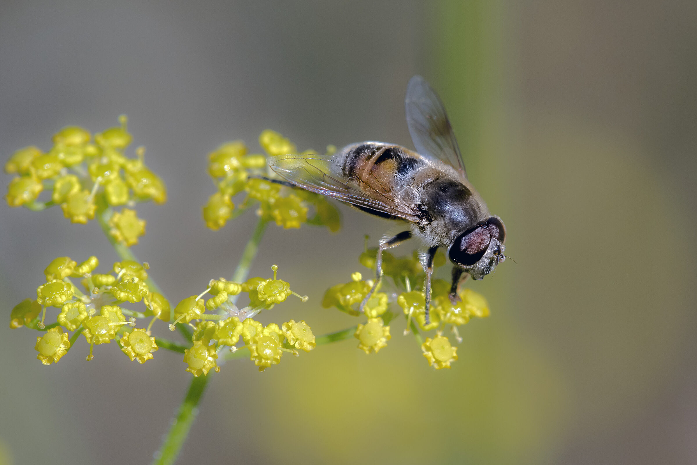 Tenacious Eristalo (Eristalis tenax)