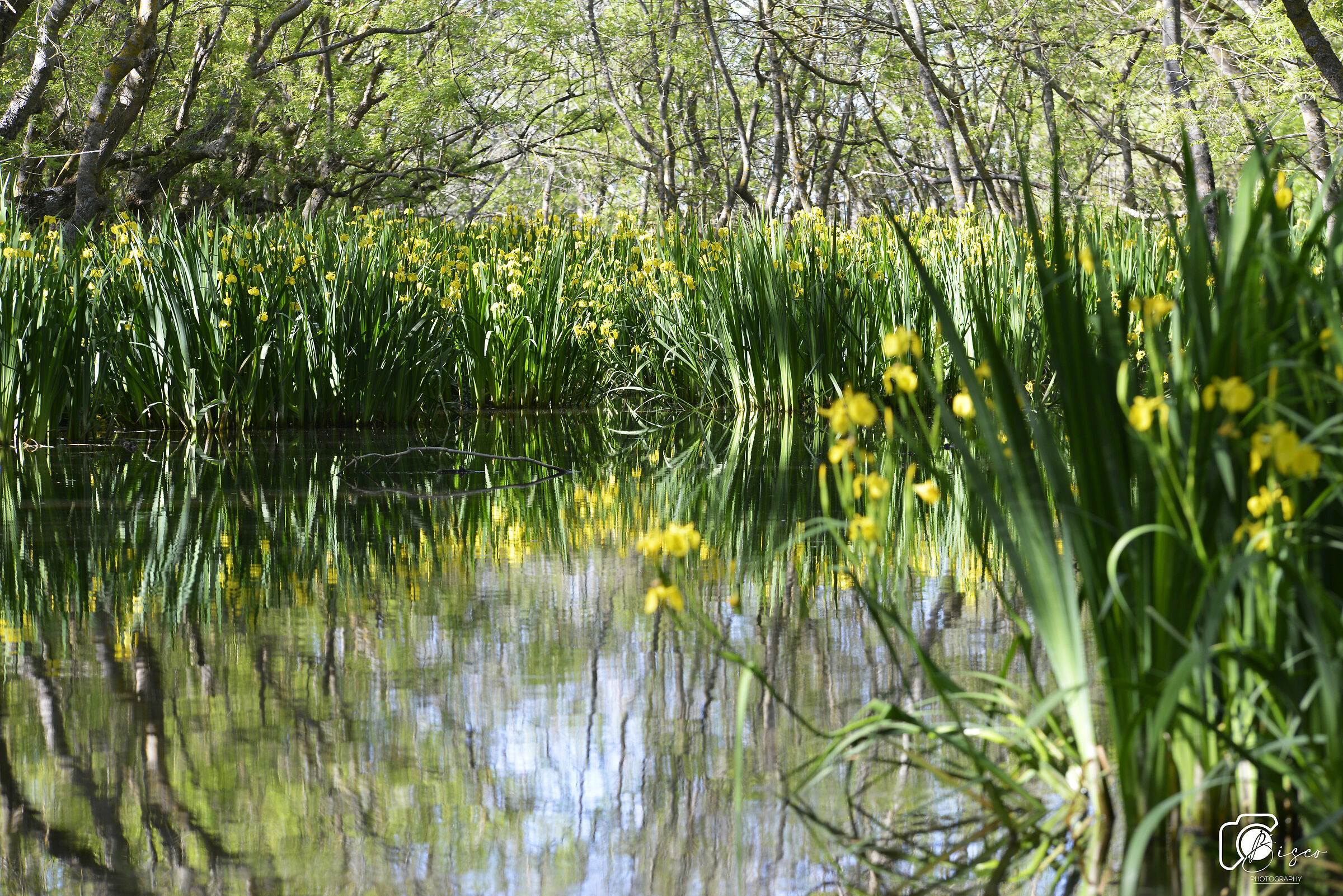 Bolgheri Protected Oasis