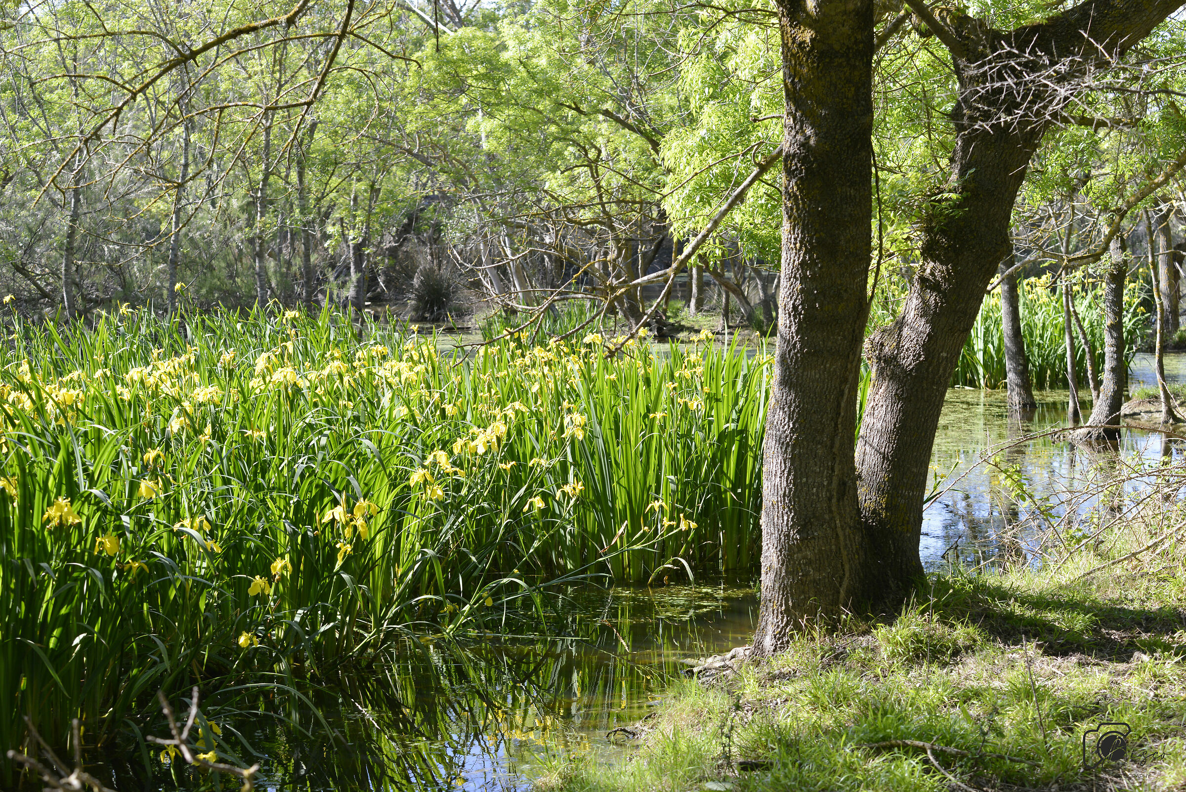 Bolgheri Protected Oasis