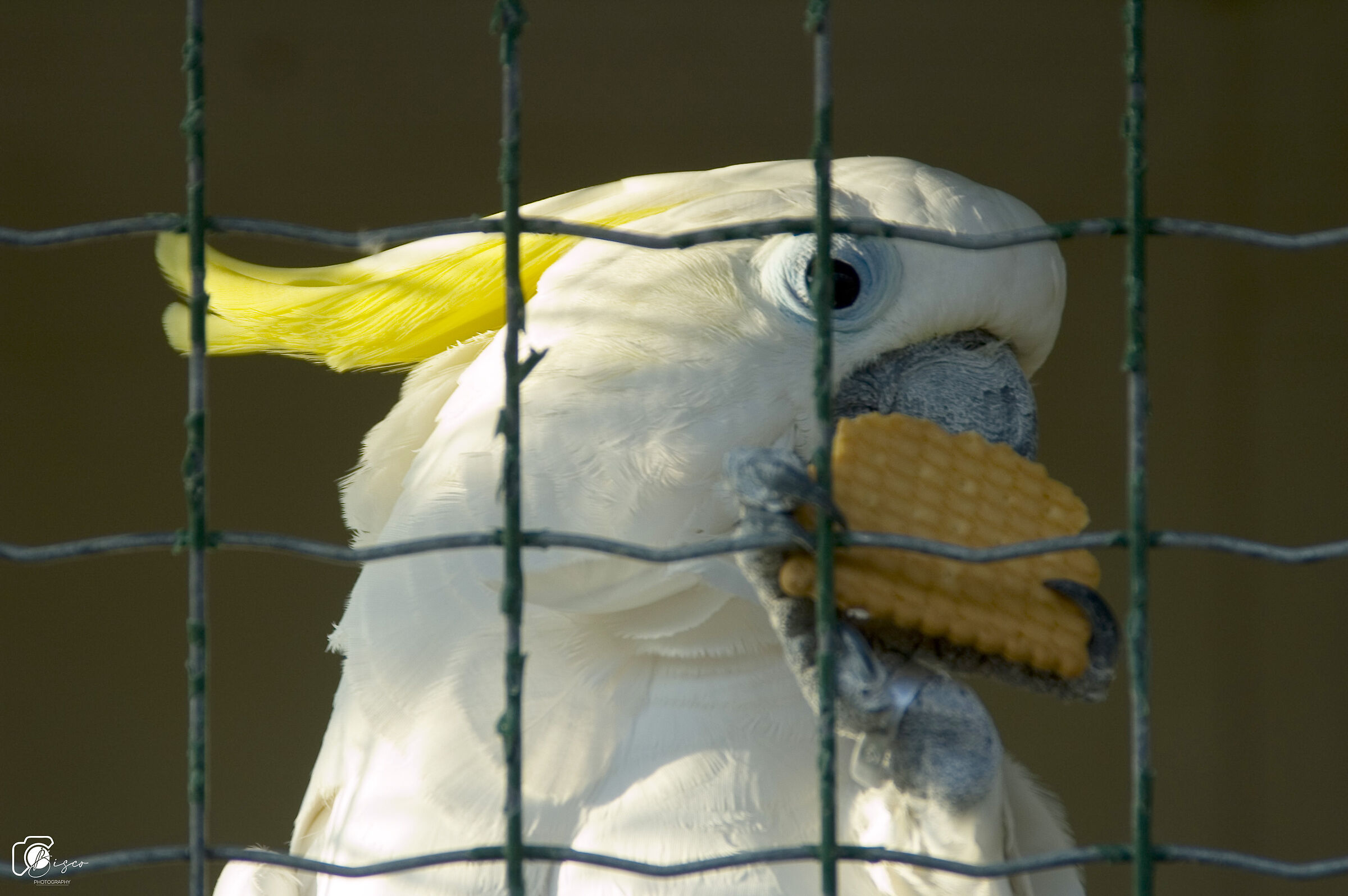 Pappagallo ghiottone