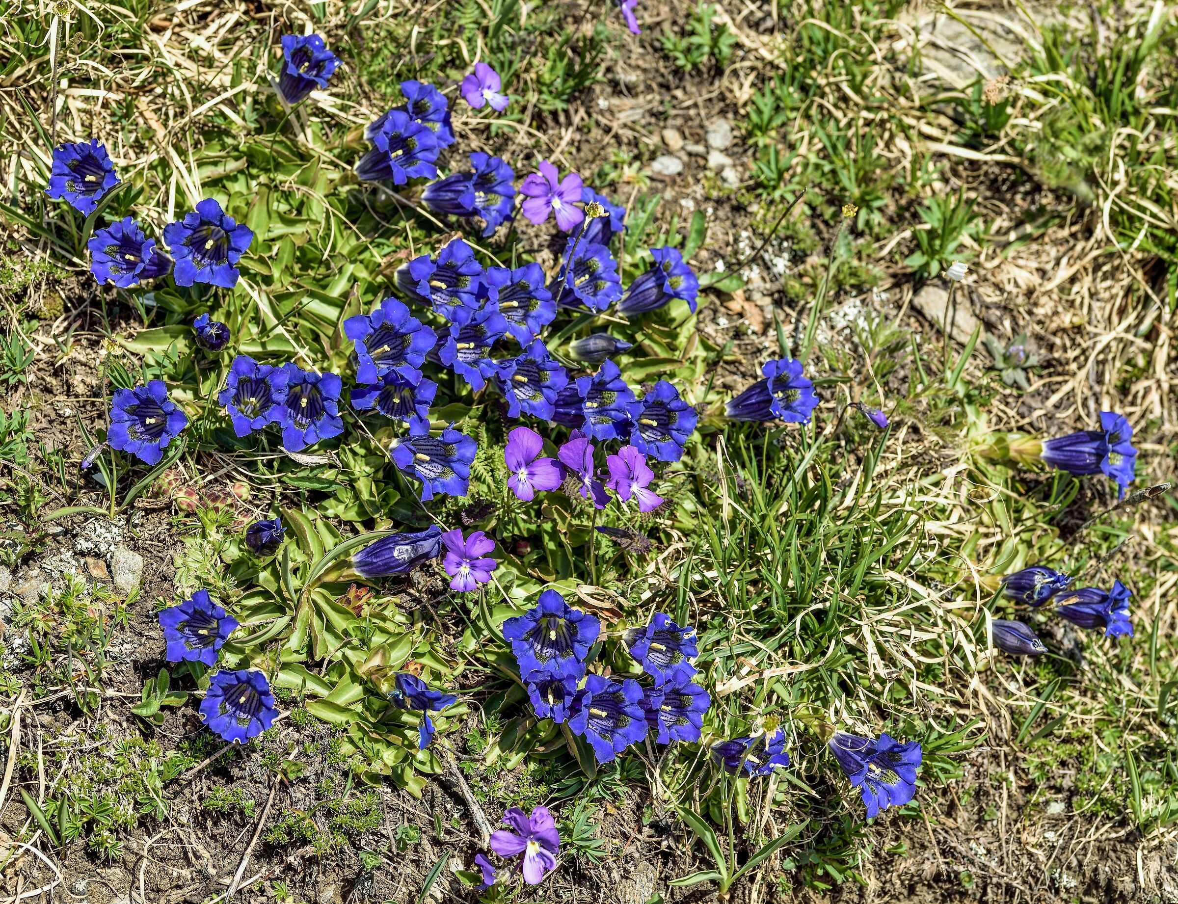 un bel cespuglio di genziane con viole calcarate