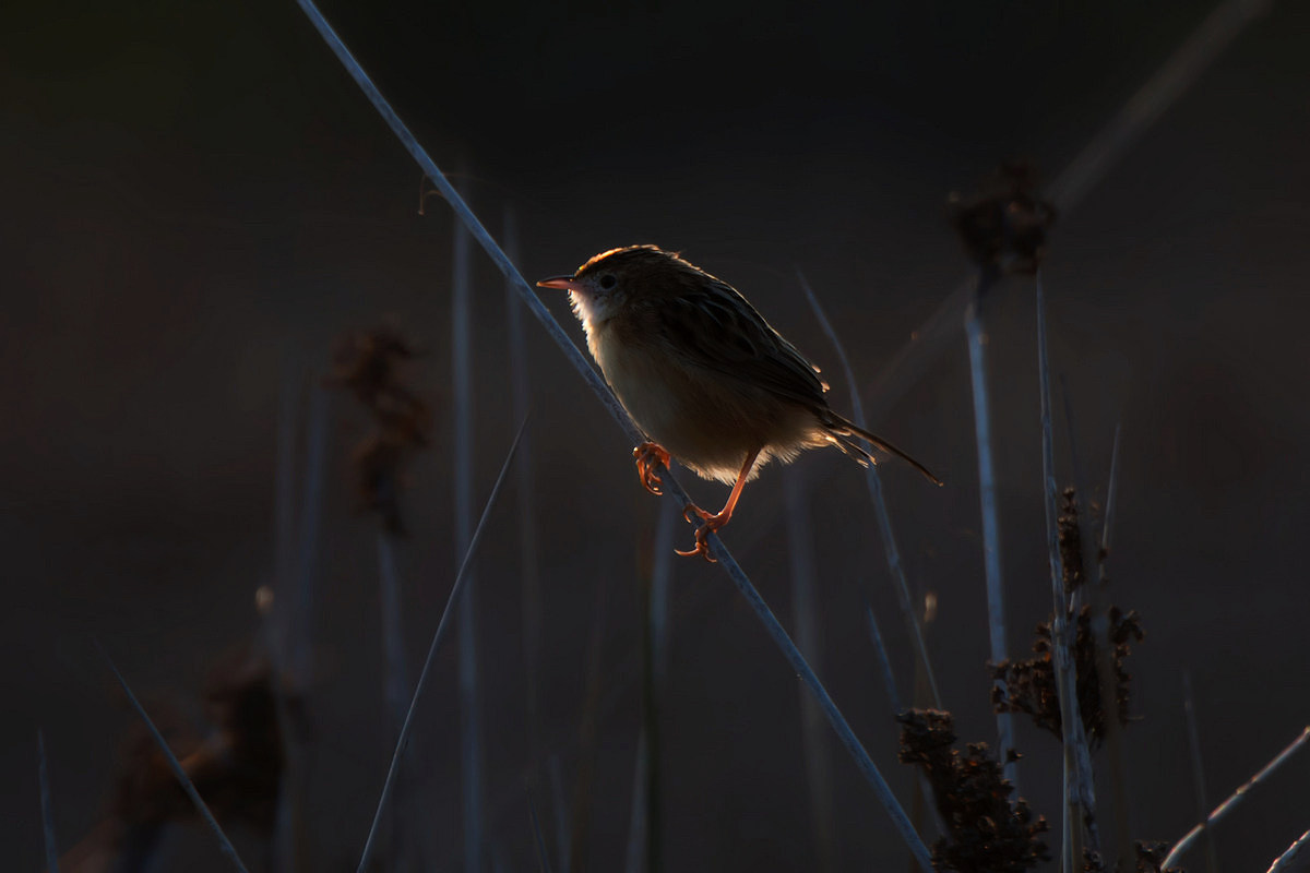 Beccamoschino nella penombra