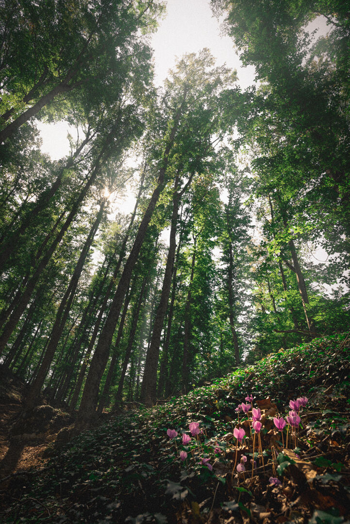 Frassati Molise Trail