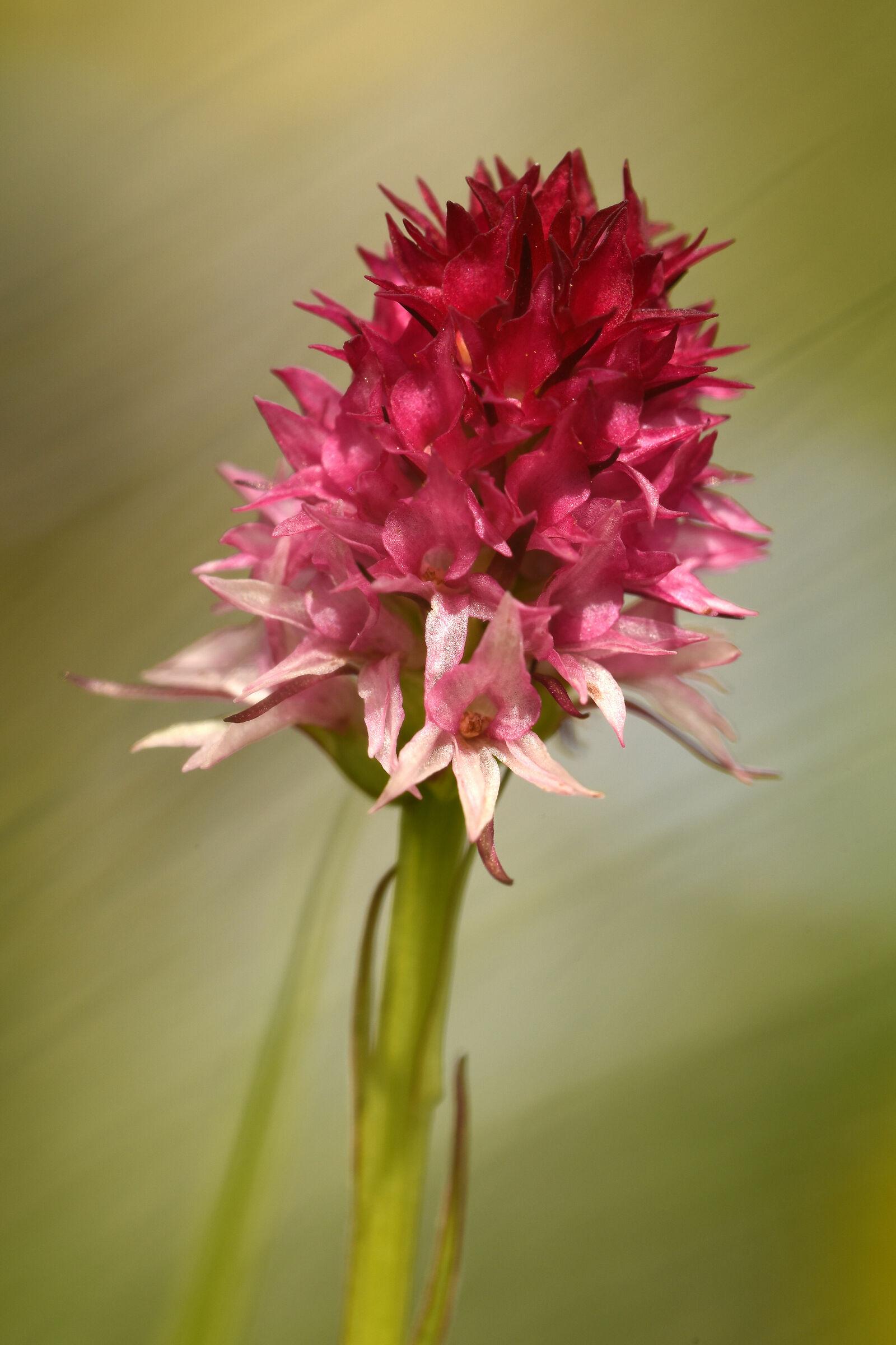 Orchidee - Nigritella bicolore