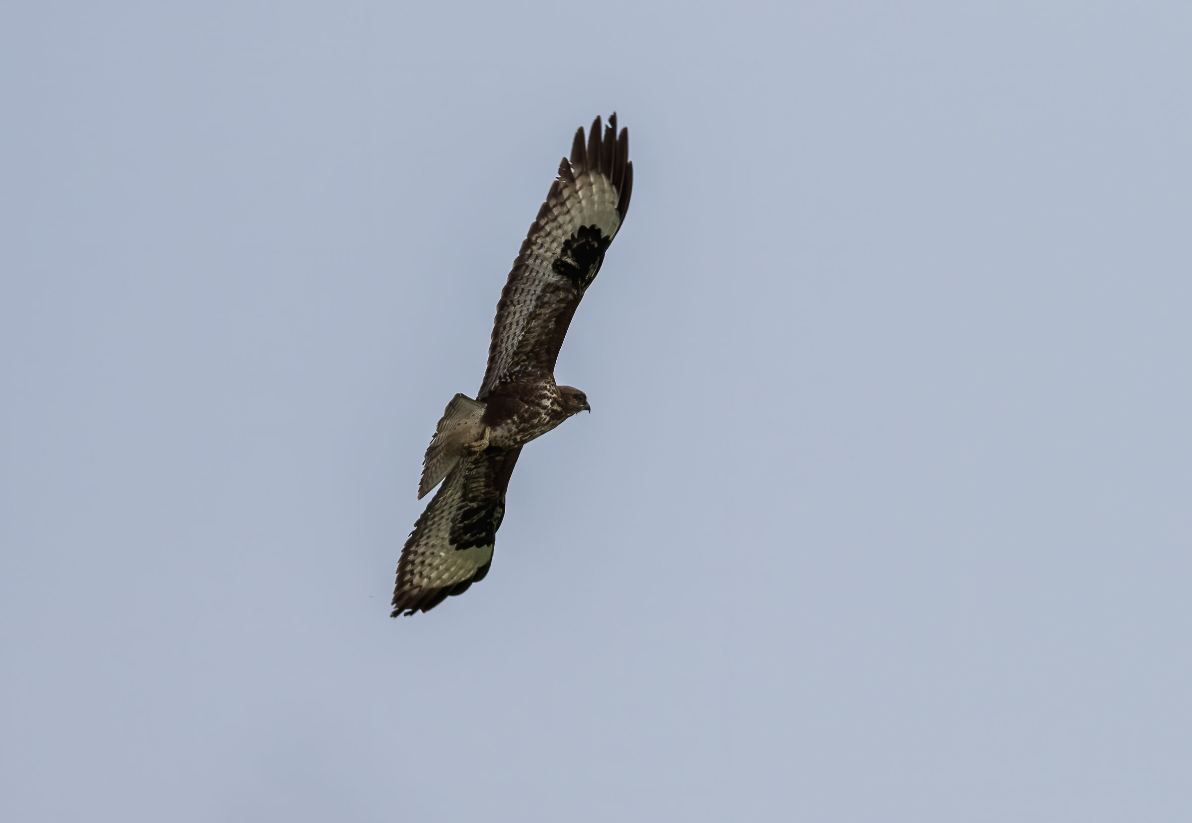 Poiana in flight - Scopello Trapani