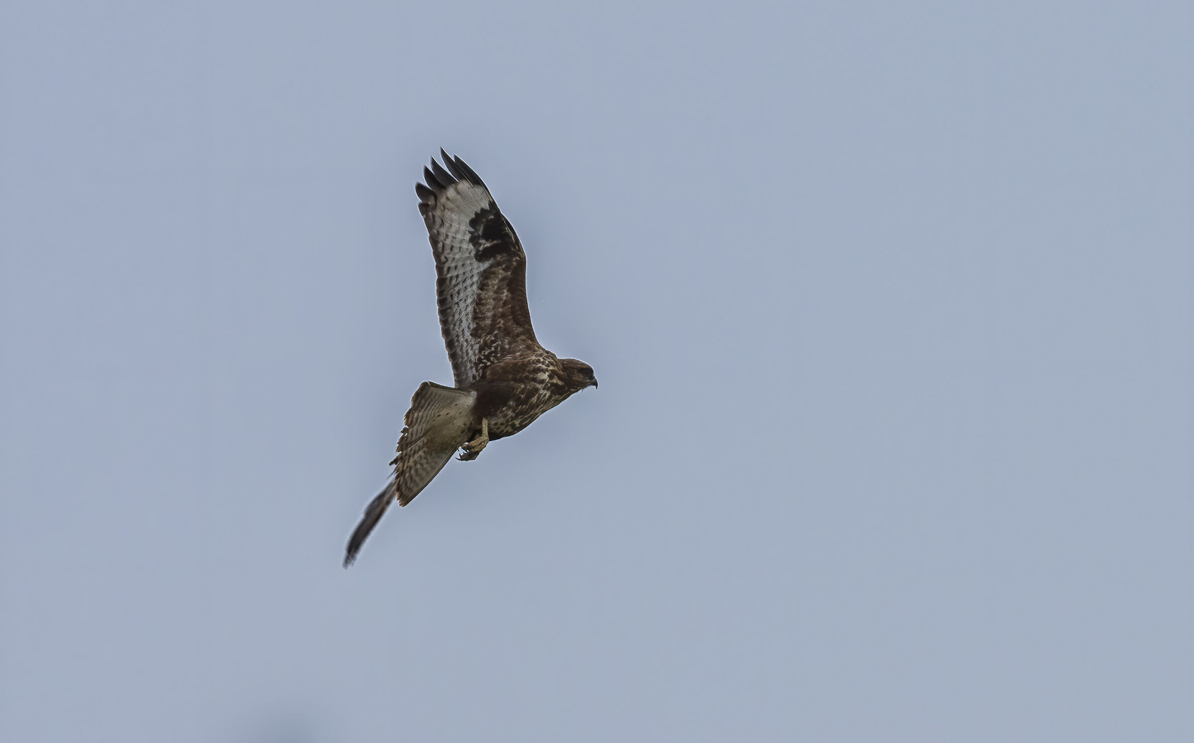 Poiana in volo - Trapani