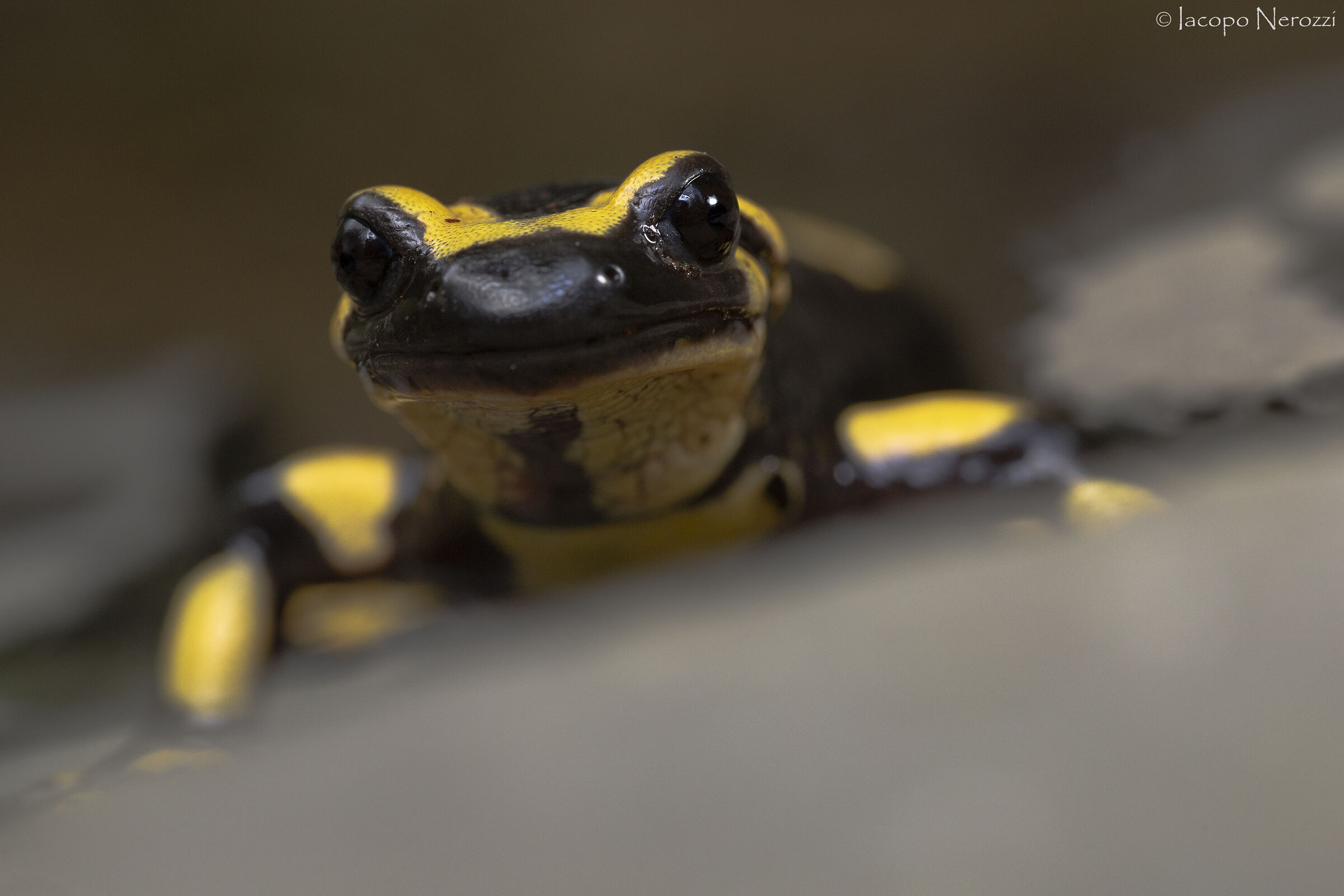 Salamandra salamandra gigliolii