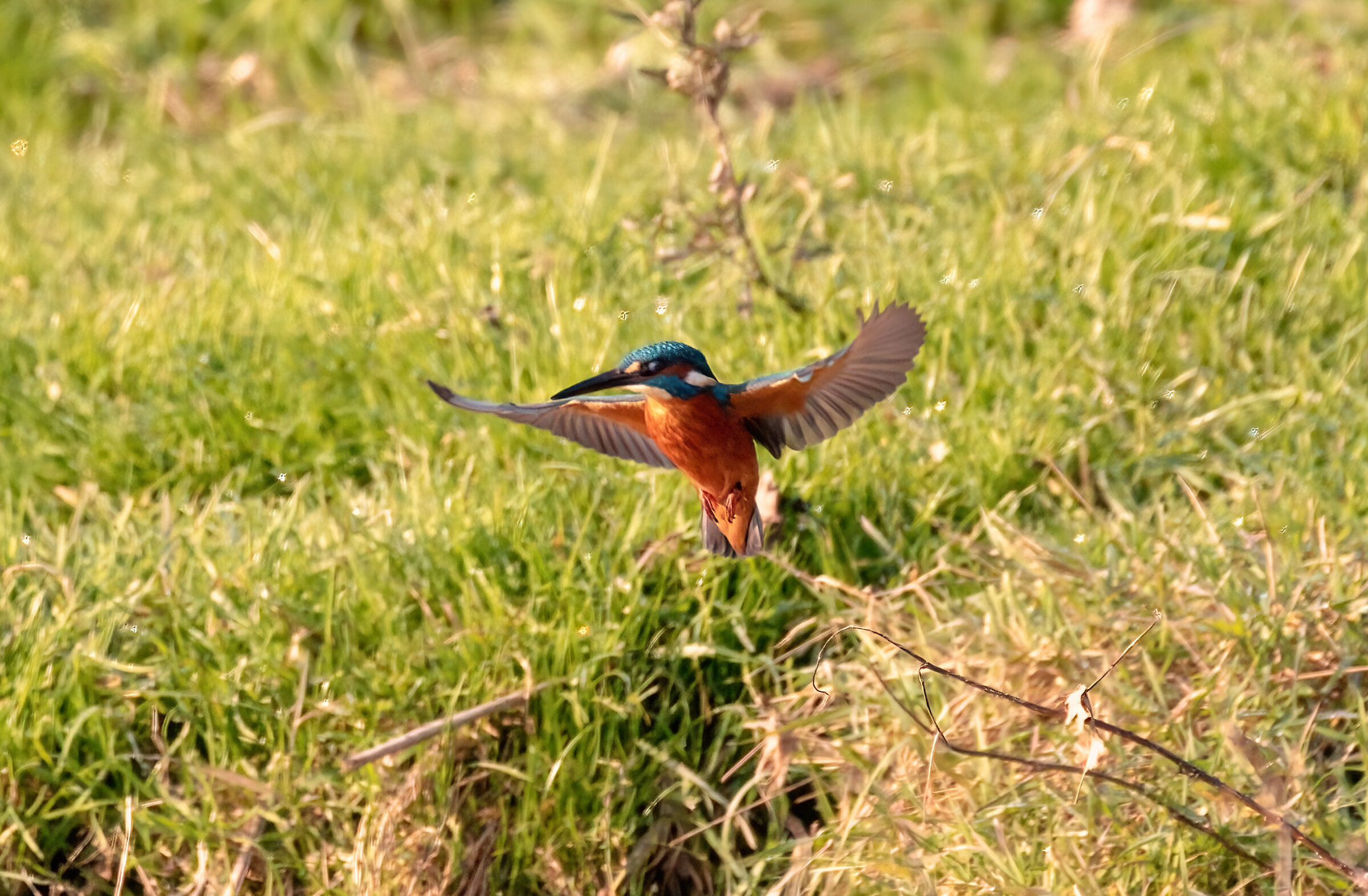 alcedo attis