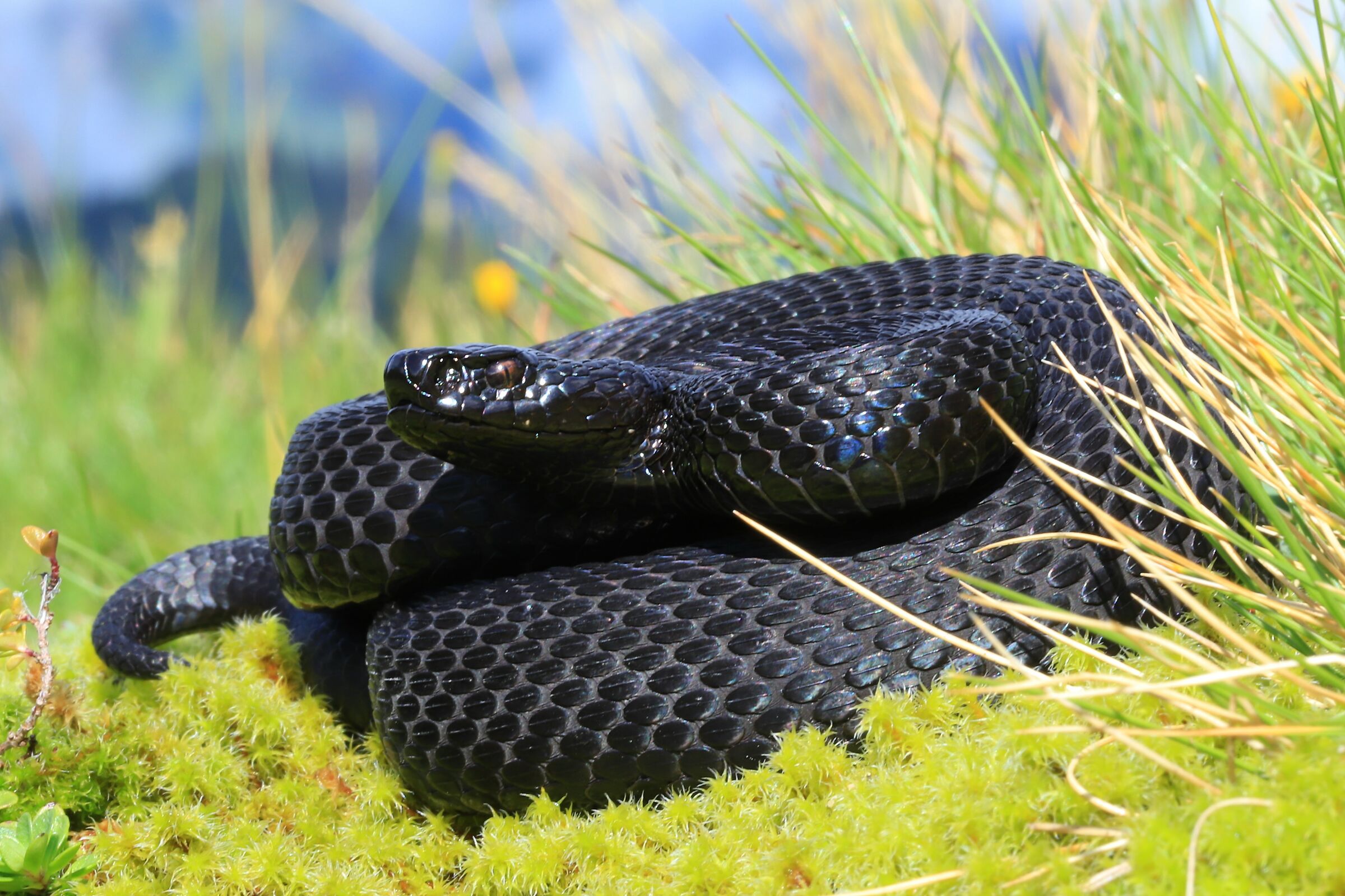 Vipera berus berus, maschio, 1650m