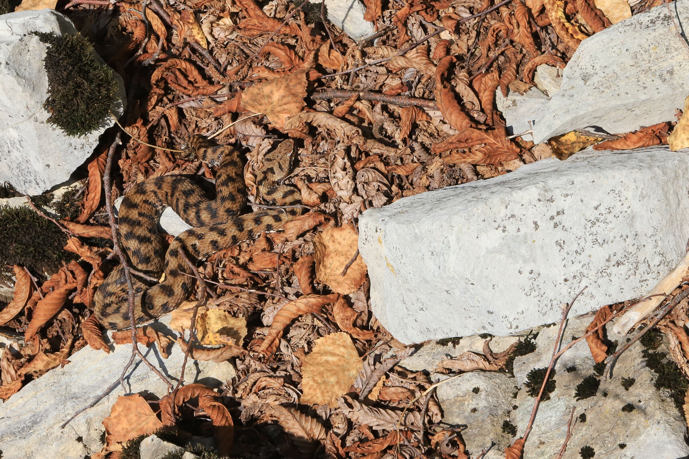 Vipera apsis francisciredi, femmina, 950m