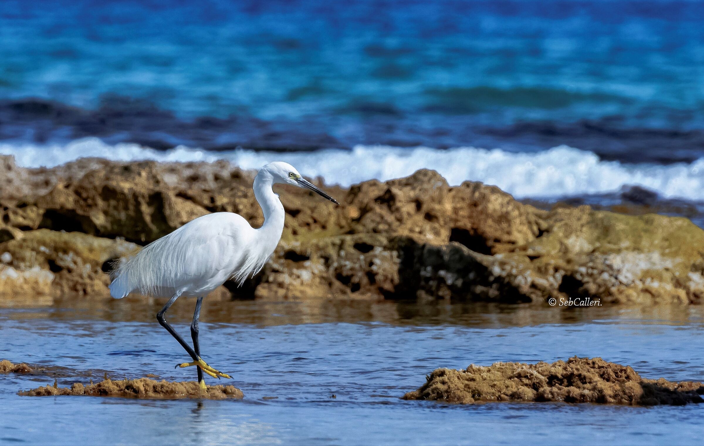 "Una nota di candore nell'azzurro del mare"
