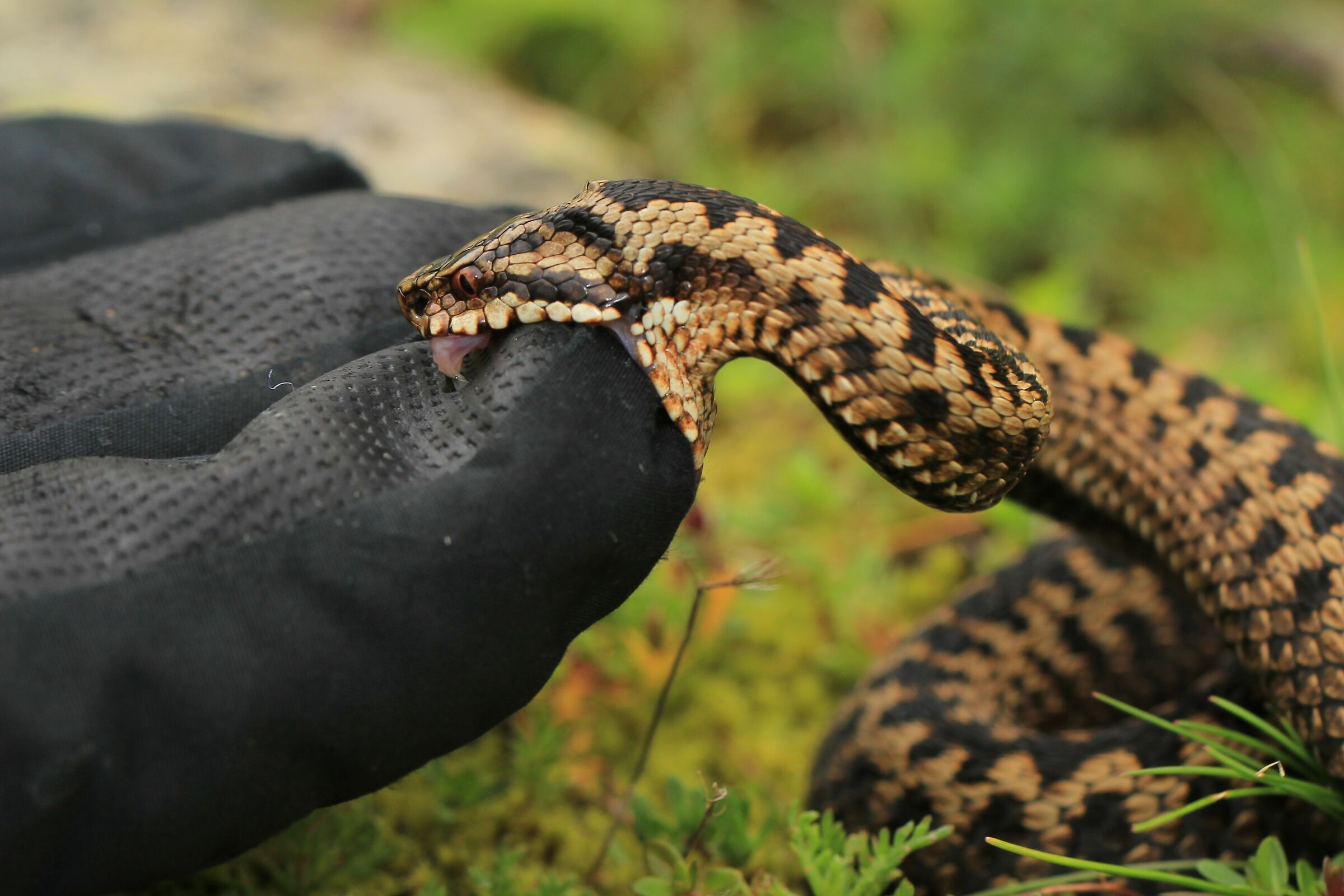 Vipera berus berus, femmina, 1650m