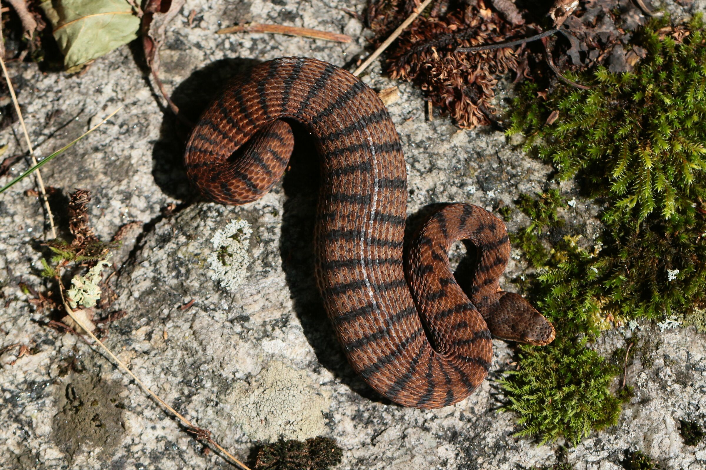 Vipera apsis francisciredi, femmina, 1100