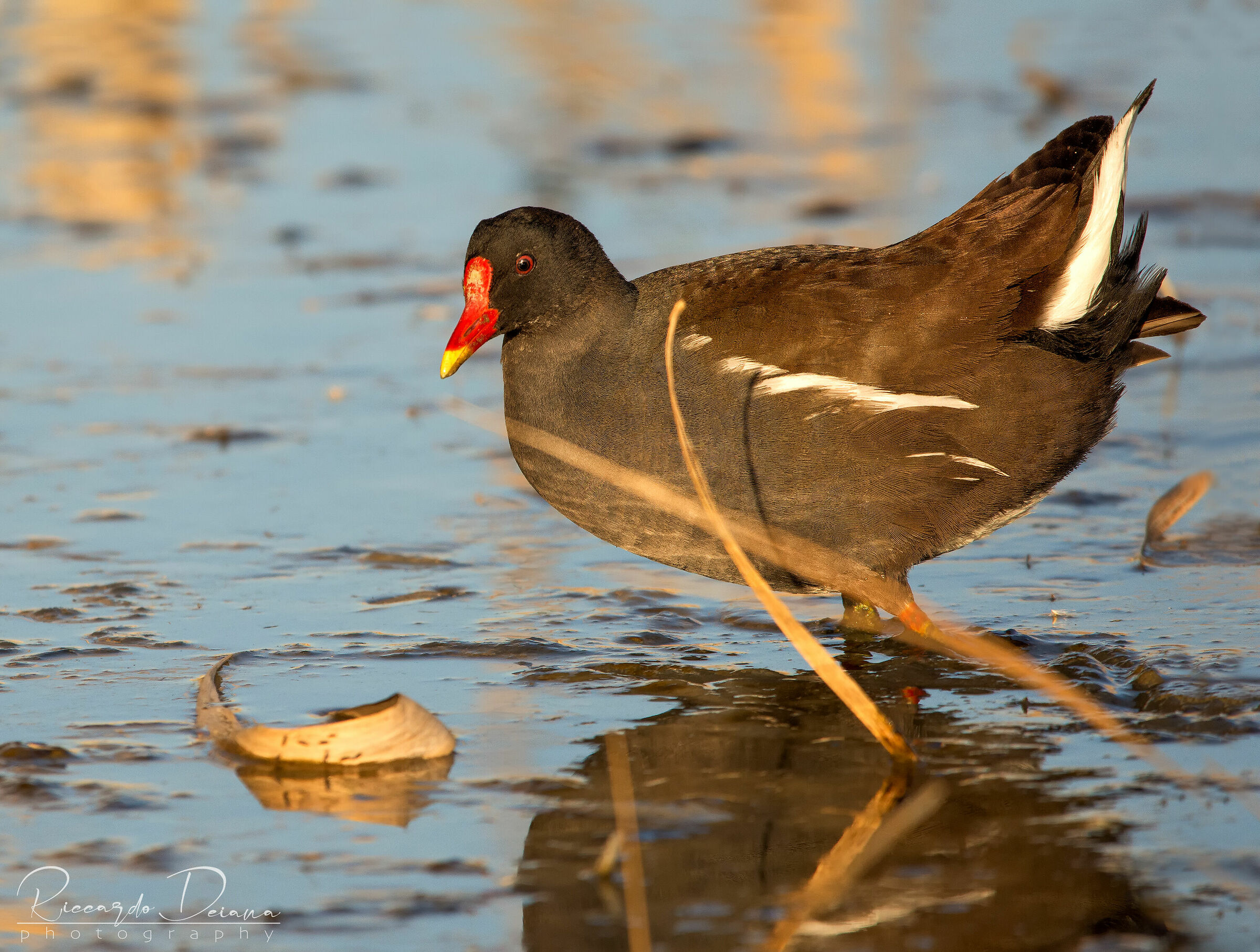 Gallinula al tramonto