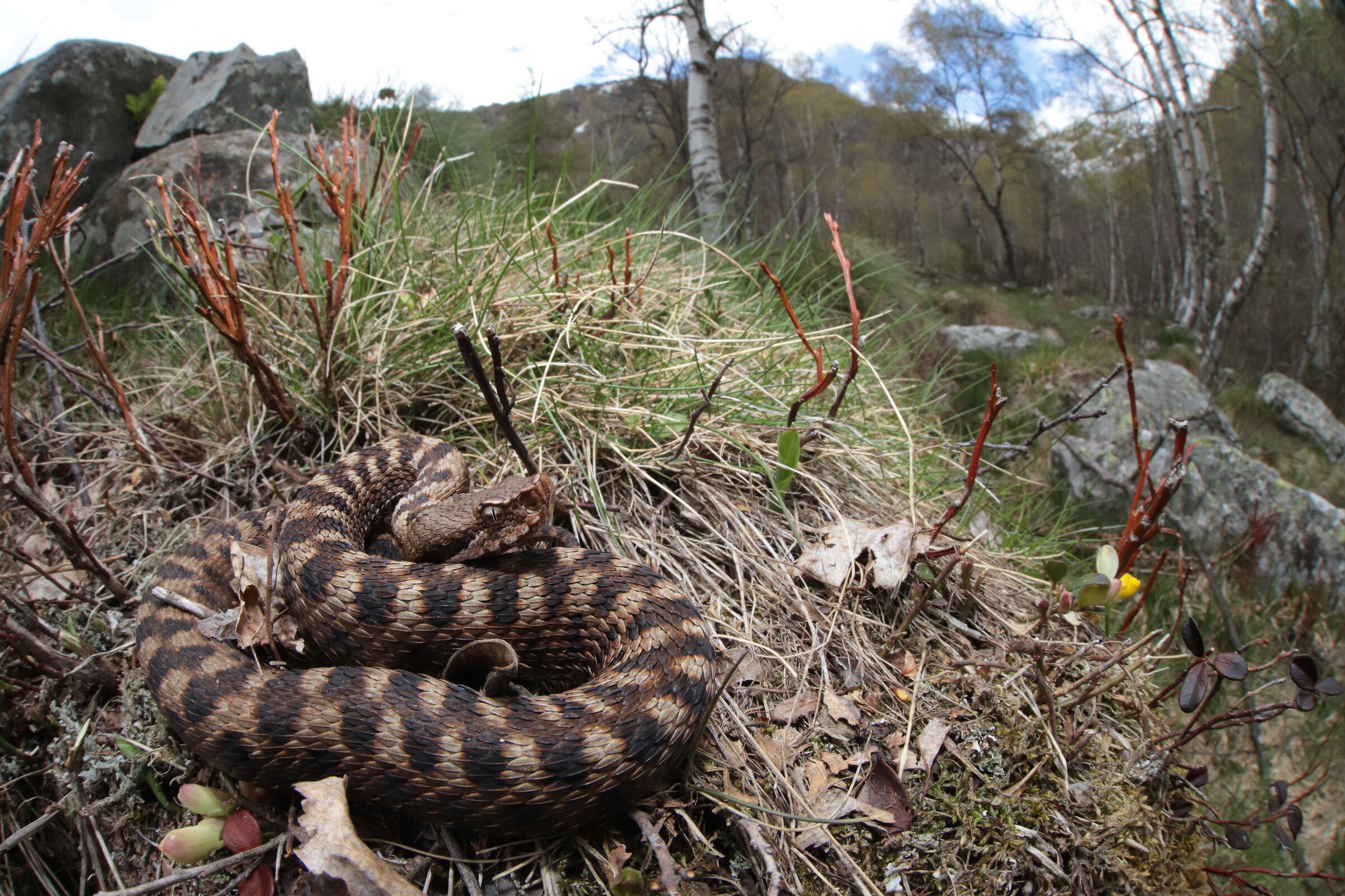 Vipera apsis aspis ex atra, femmina, 1250m