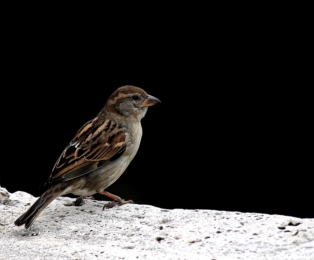 sparrow? ...
