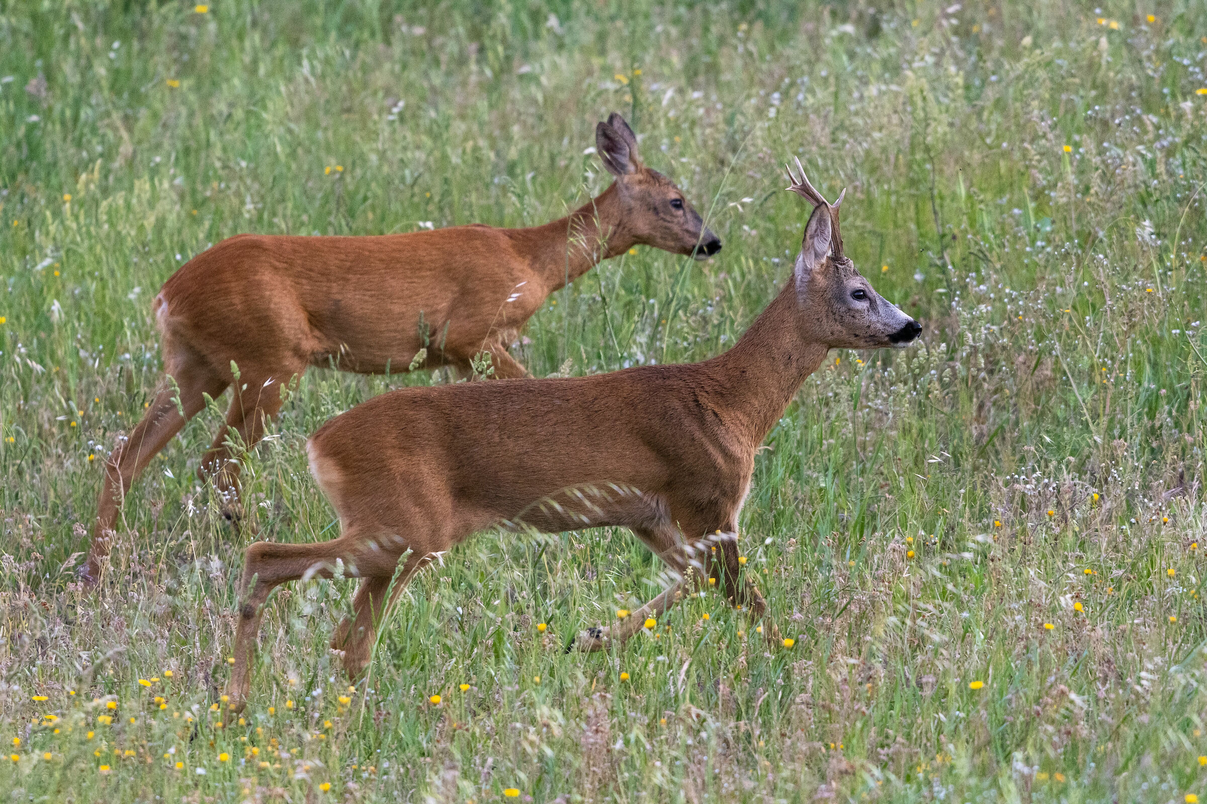 Caprioli che passeggiano