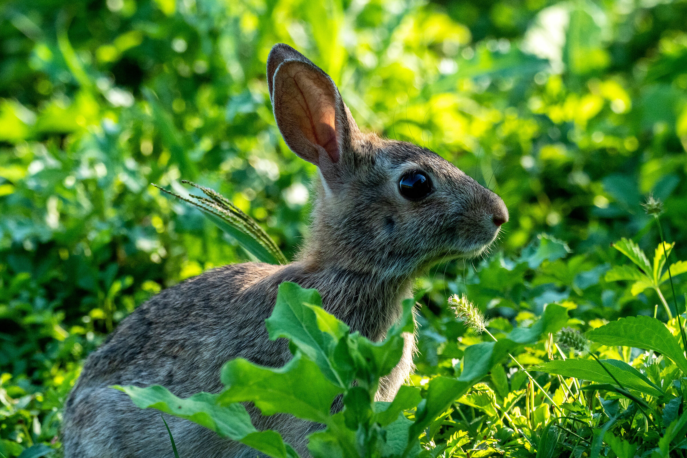 hare puppy