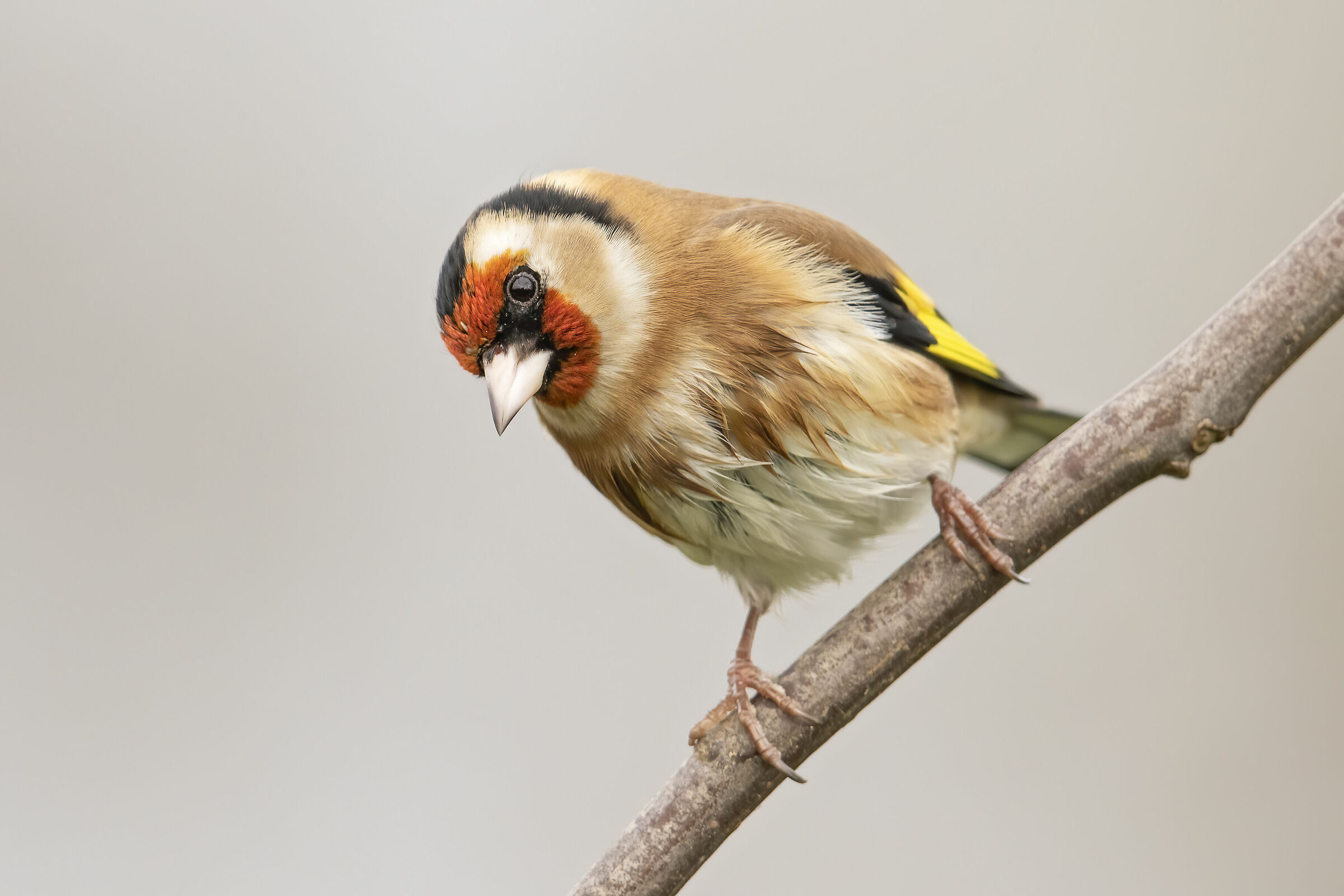 Carduelis Carduelis